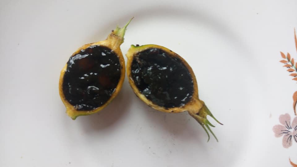 Black Berry Jam Fruit Live Plants (Randia Formosa)