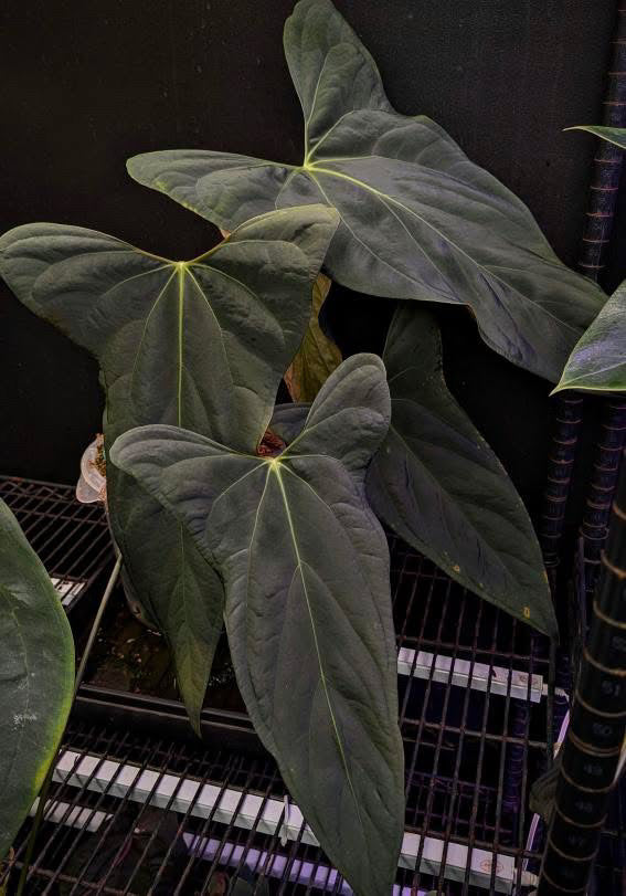 Anthurium Portillae (NSE) x Sp Nov DF – HappiestPlants