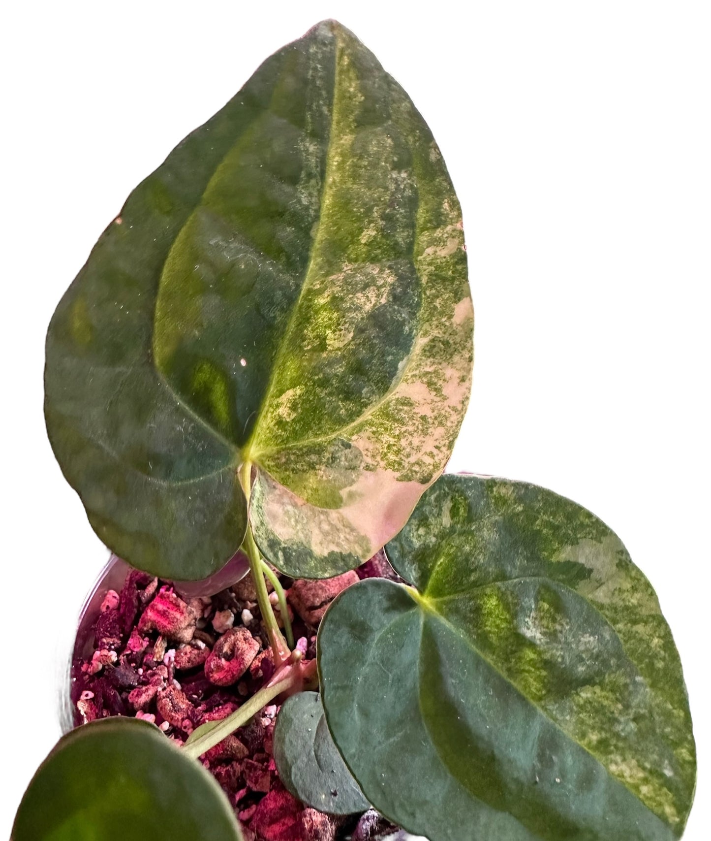 Anthurium Papillilaminum Variegated x (Pap x AOS)