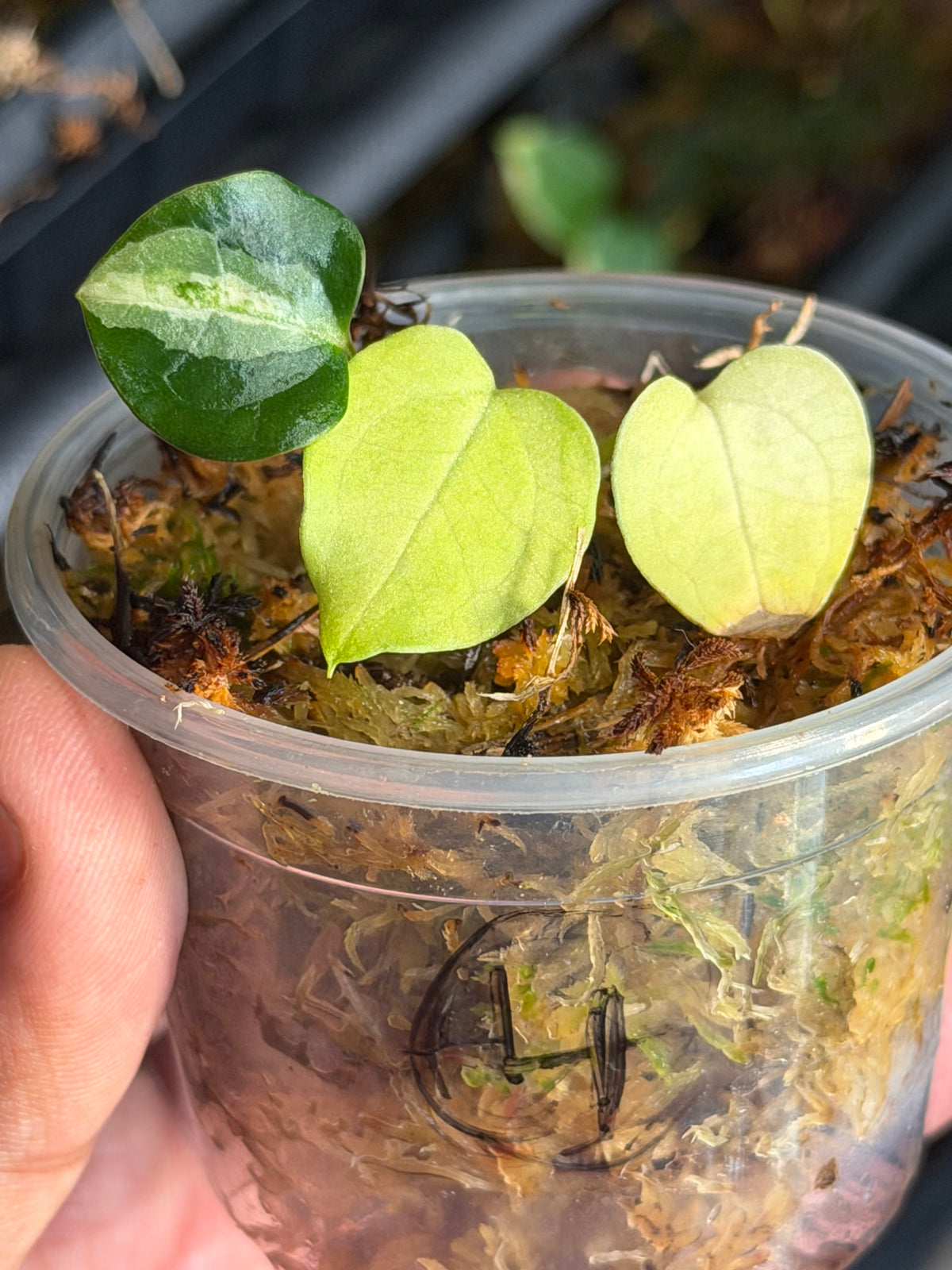 Anthurium (Dressleri x Pap Var) x Carlablackiae RA10 S1 - Select Variegated Seedlings