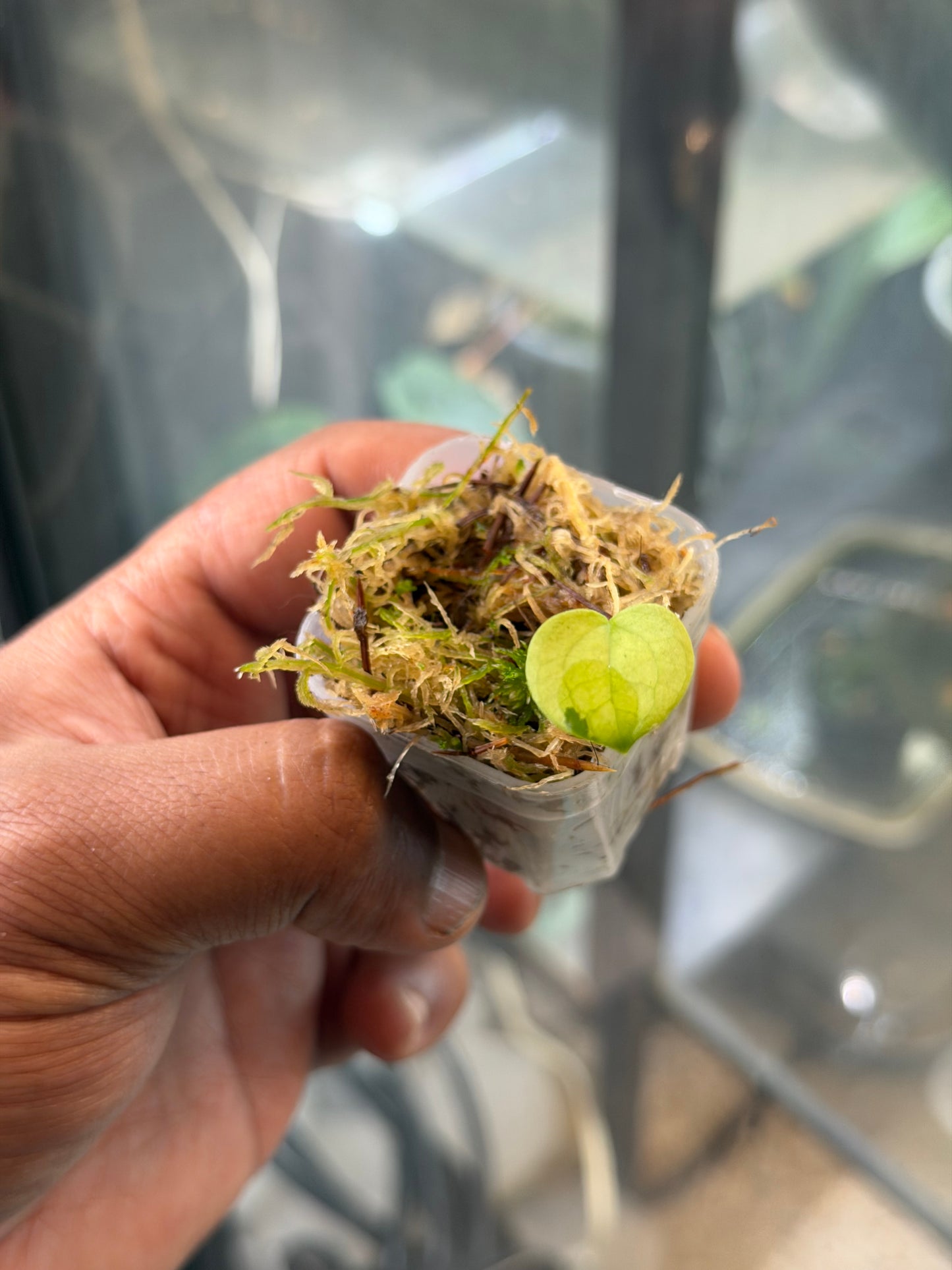 Anthurium KOS x RVDP – Variegated Seedlings