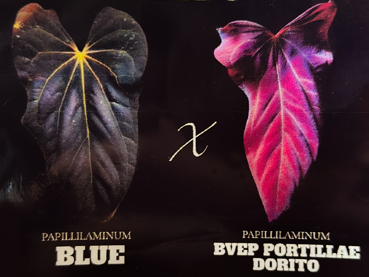 Anthurium Papillilaminum Blue X BVEP x Dorito Portillae
