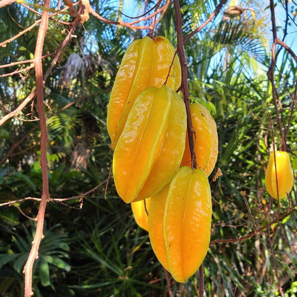 Best Carambola