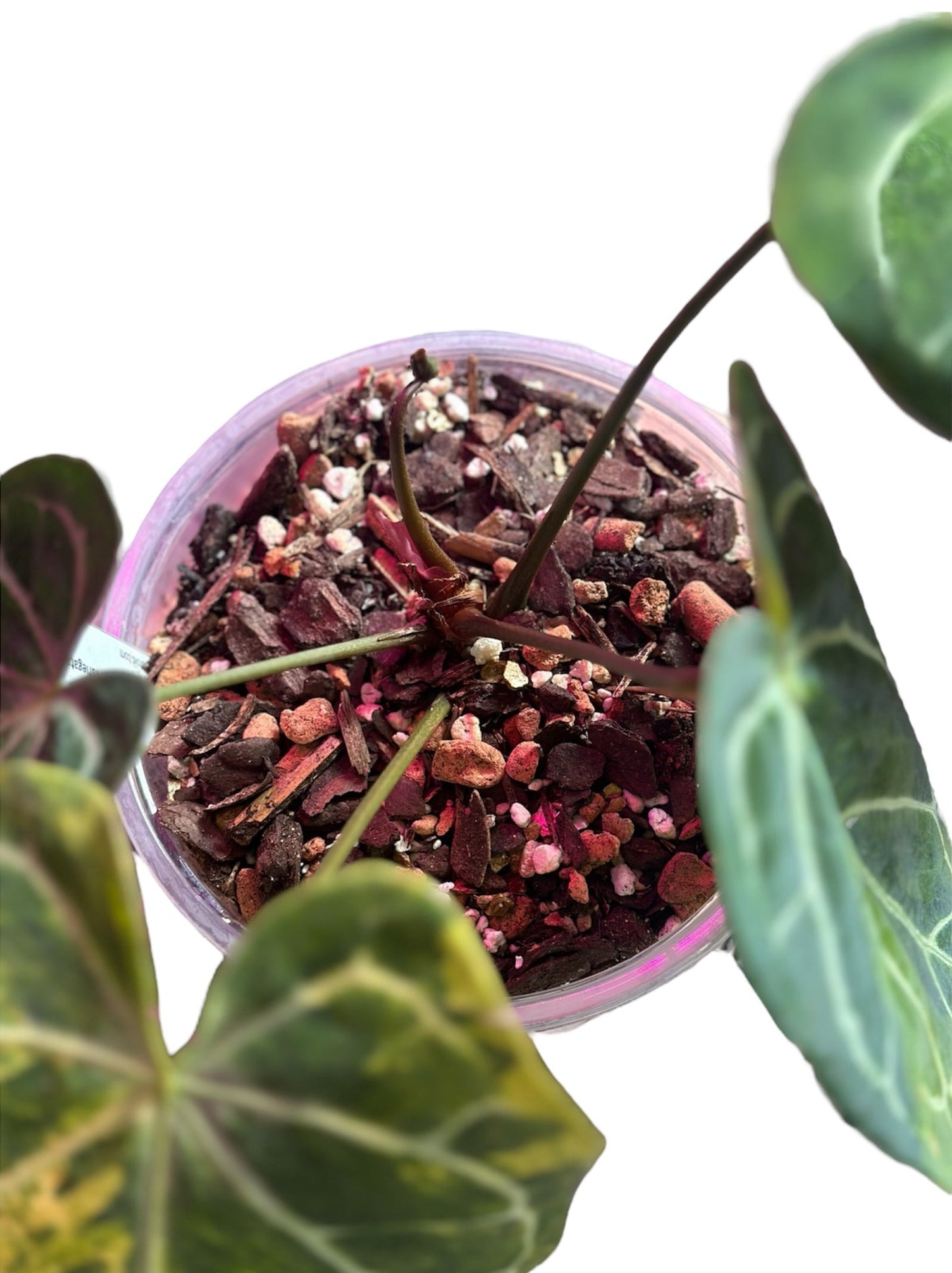 anthurium clarinervium x magnificum Anthurium Magnificum Hybrid Variegated – HappiestPlants