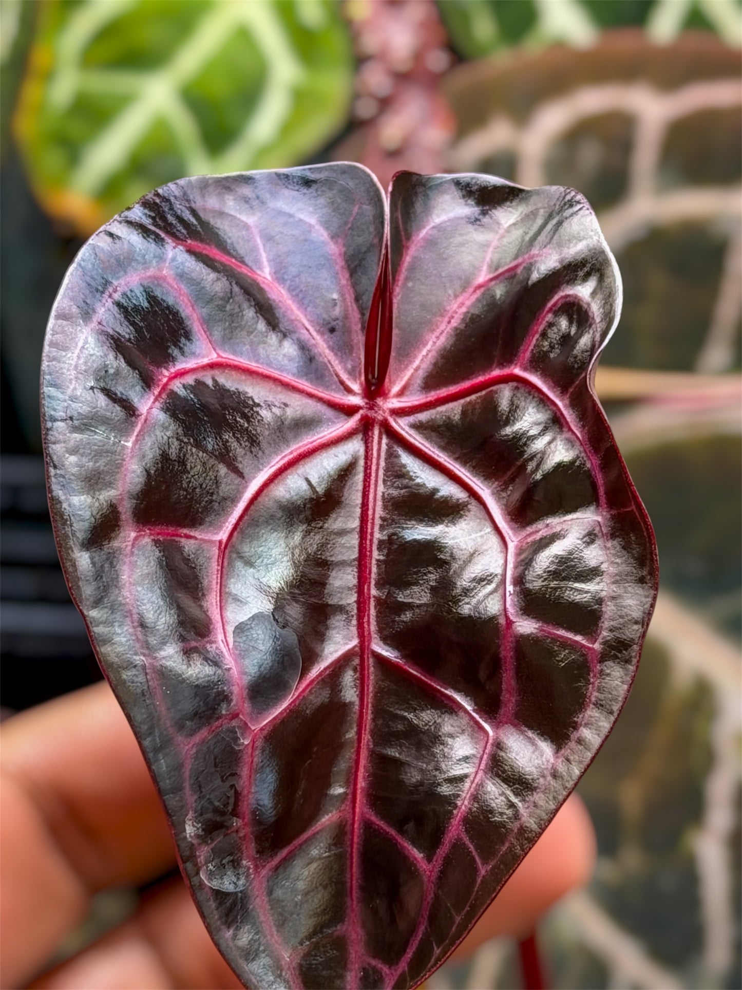 Anthurium Mem. Tim Anderson x Èclat Rouge