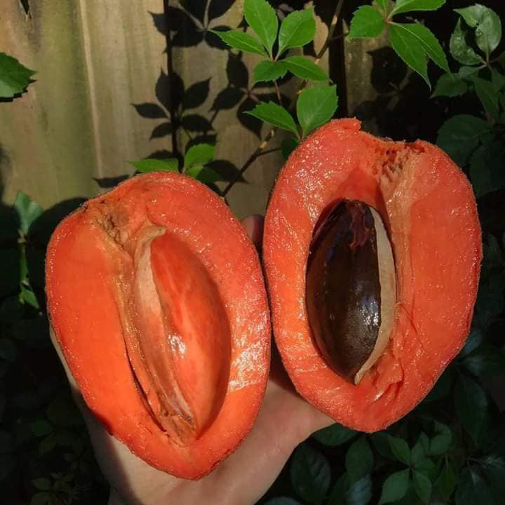 Mamey Sapote Live Plants (Pouteria Sapota)