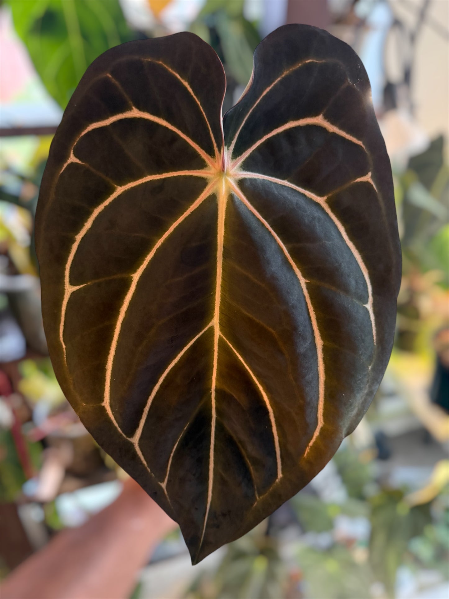 Anthurium Carlablackiae (District x RA8) x (Pap Ree Gardens x BVEP)