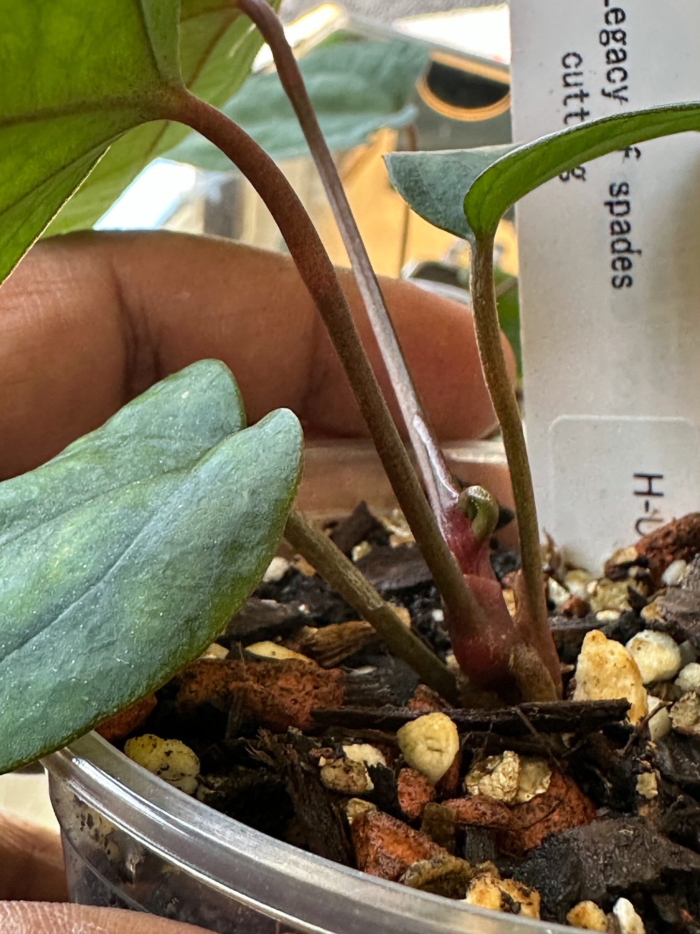 Anthurium Legacy of Spades – Original Clone