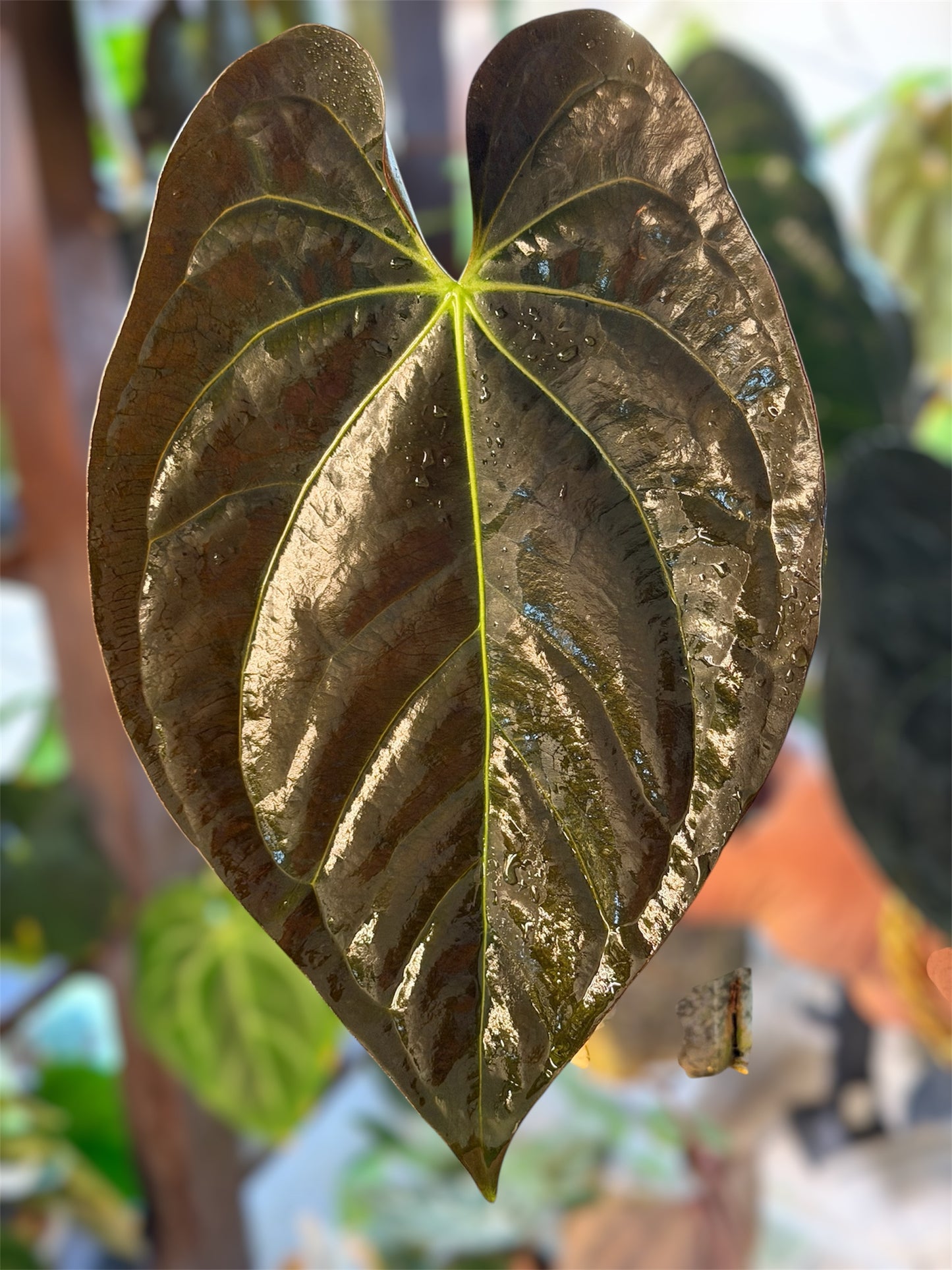 Anthurium (Guna Yala x Carlablackiae) x Carlablackiae RA10 S1