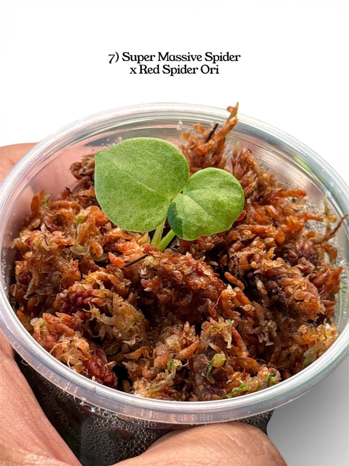 Anthurium Variegated Seedlings