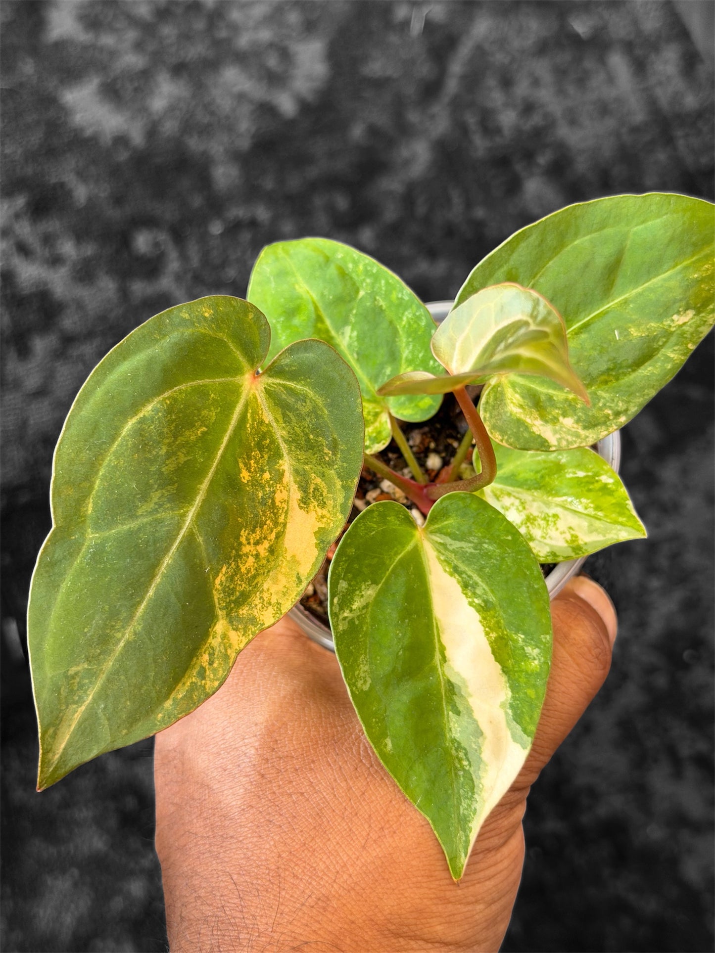 Anthurium Pap Var x Michelle Var - Selected Seedlings