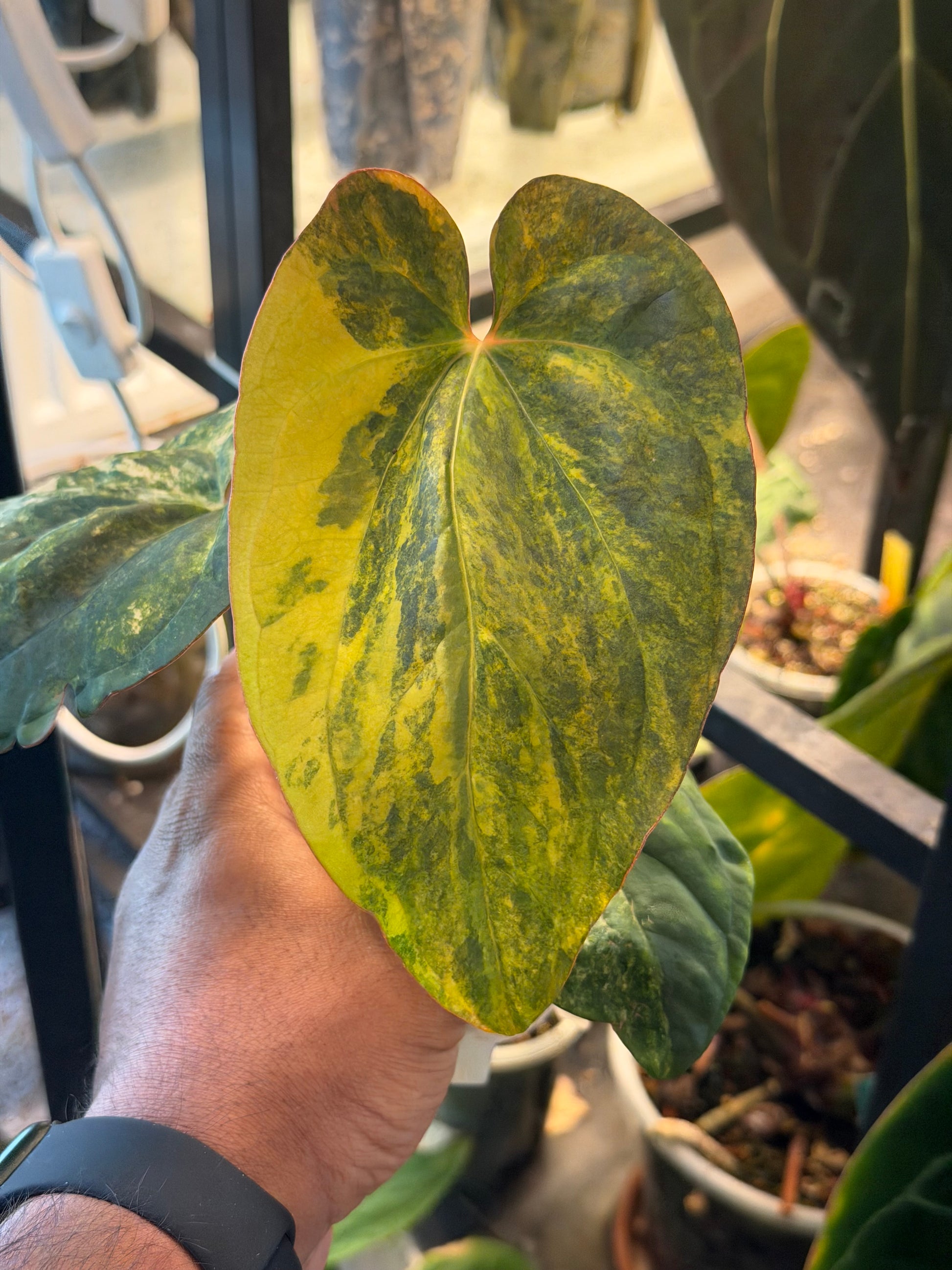 anthurium papillilaminum x subsignatum Pap Var x Subsignatum