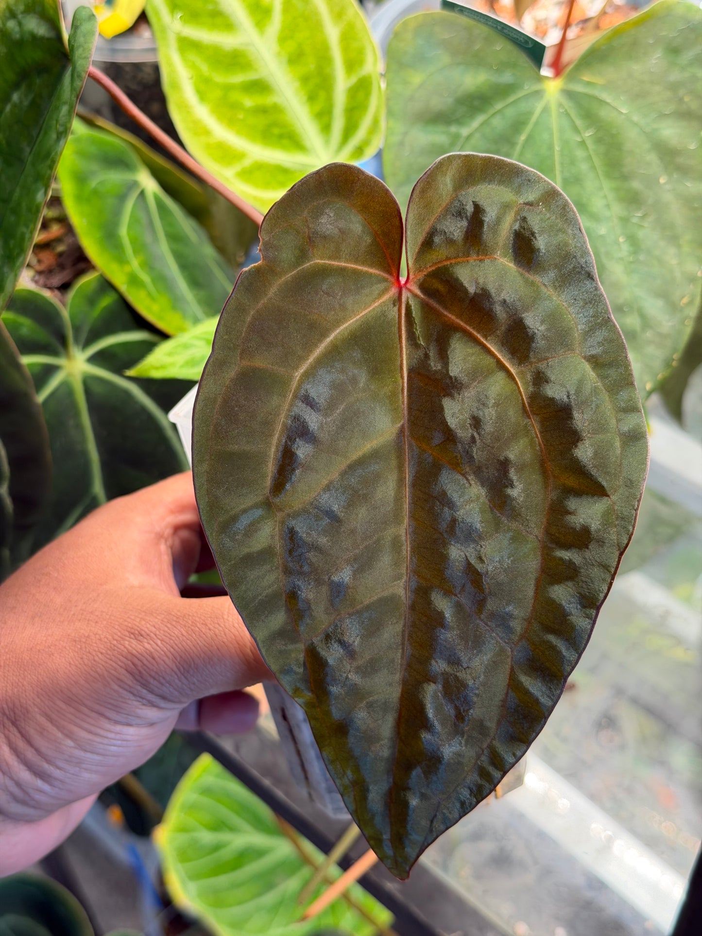 Anthurium Ace of Spades - Limited Edition Clone from the Original Plant