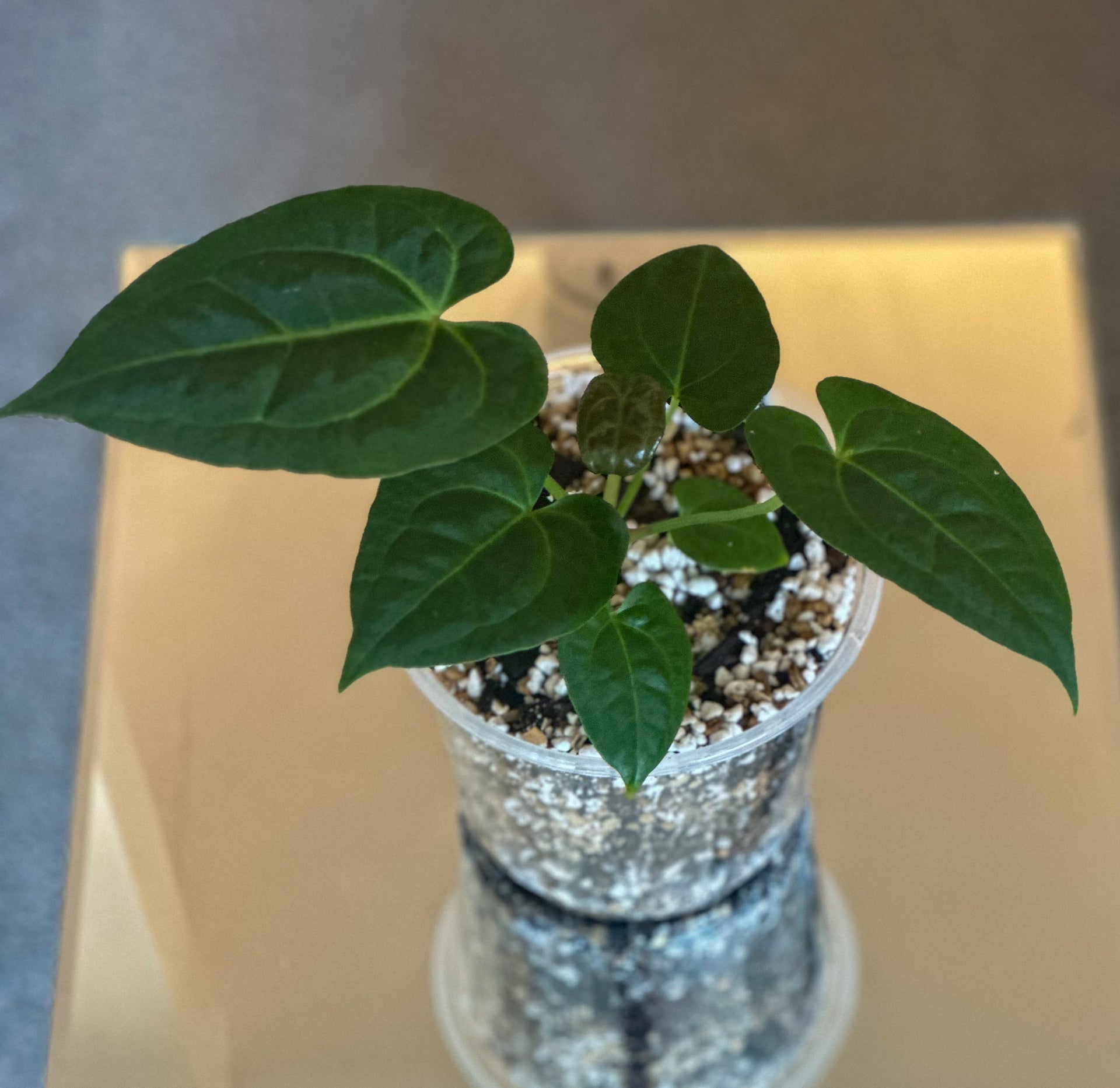 anthurium blue Anthurium Dressleri X Blue Papillilaminum for Sale – HappiestPlants
