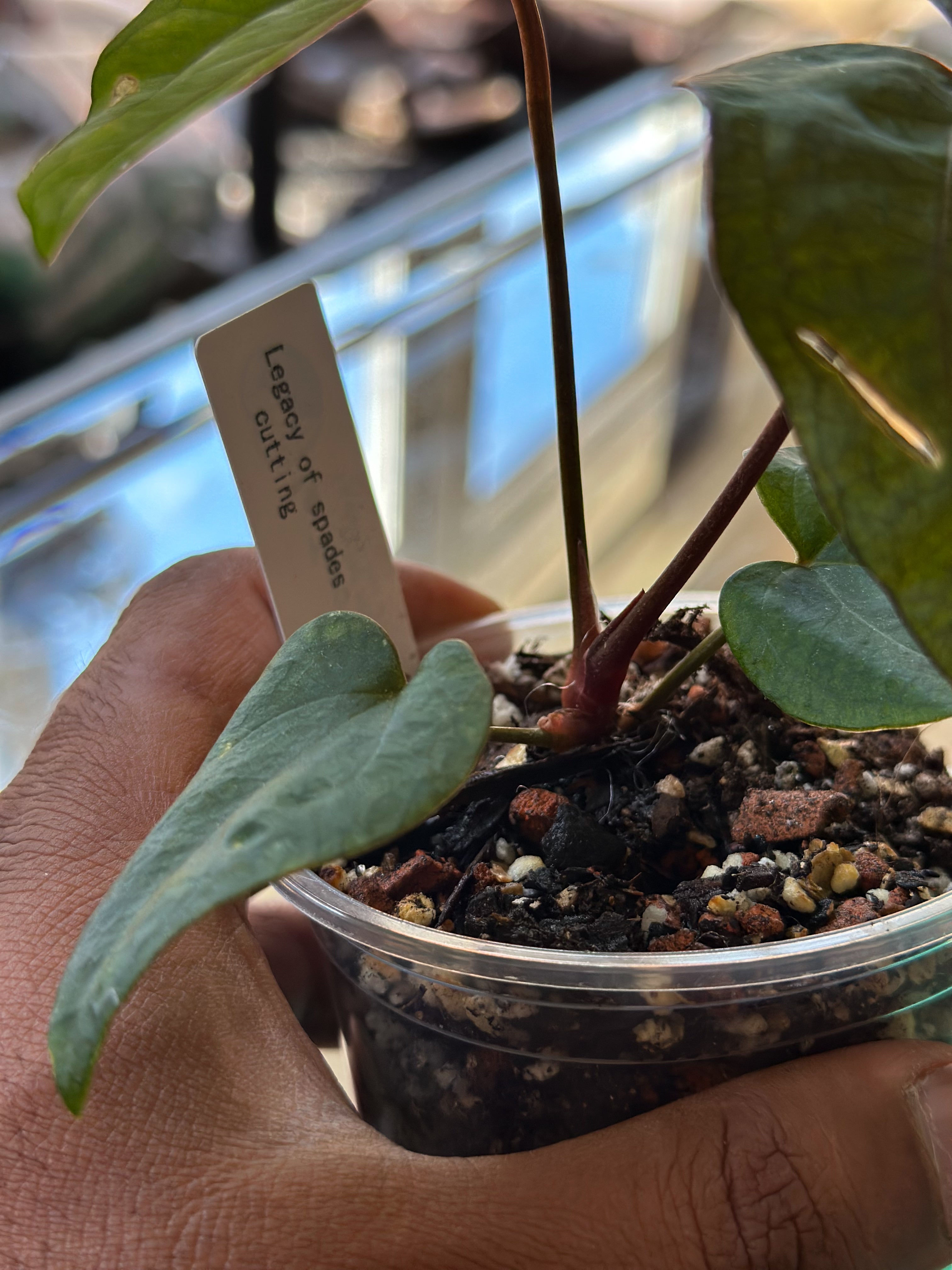 Anthurium Legacy of Spades – Original Clone – HappiestPlants