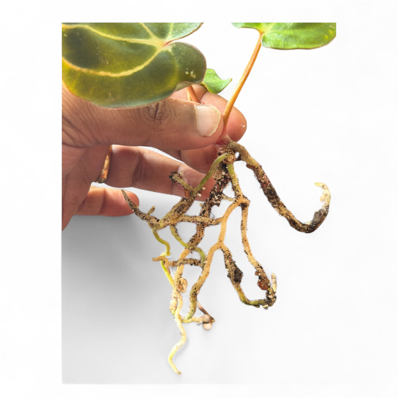 Anthurium Carlablackiae OG1 × OG2 – Offset