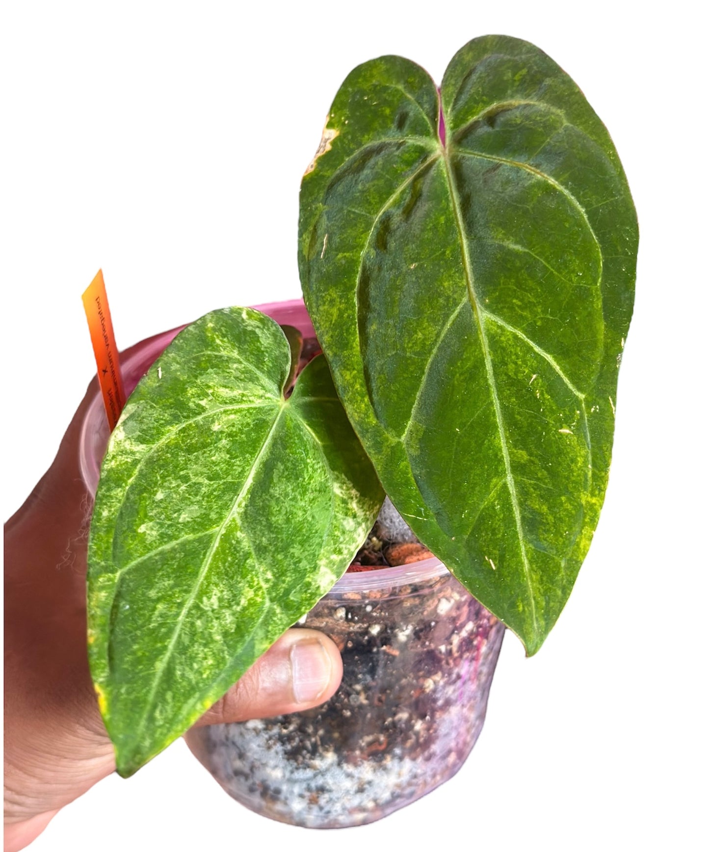 Anthurium Dressleri x Papillilaminum Variegated