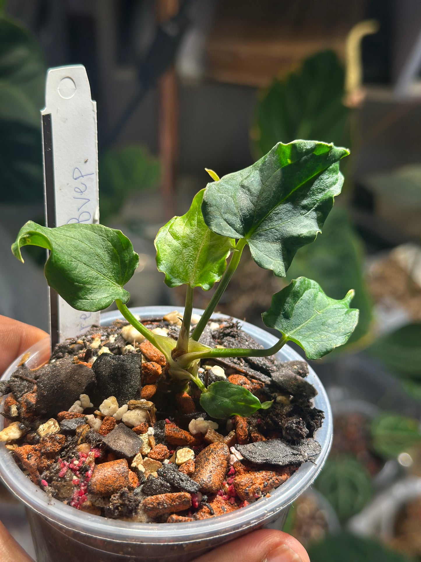 Anthurium Dressleri x Antolakii