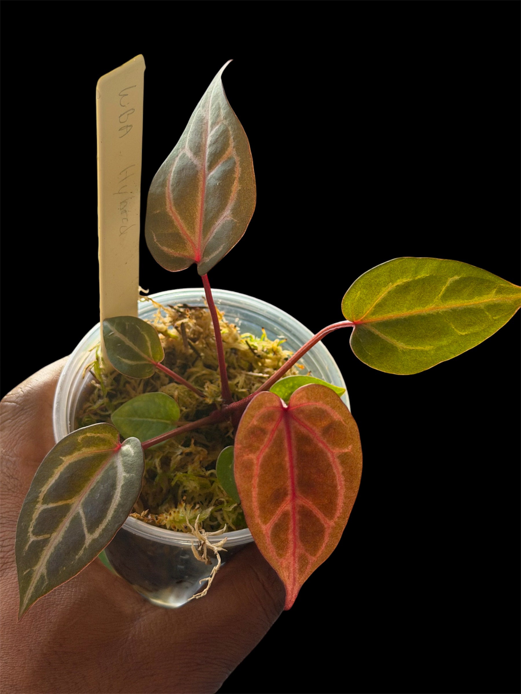 anthurium wonderboy Anthurium Wonderboy A x Mystery Wonderboy – HappiestPlants