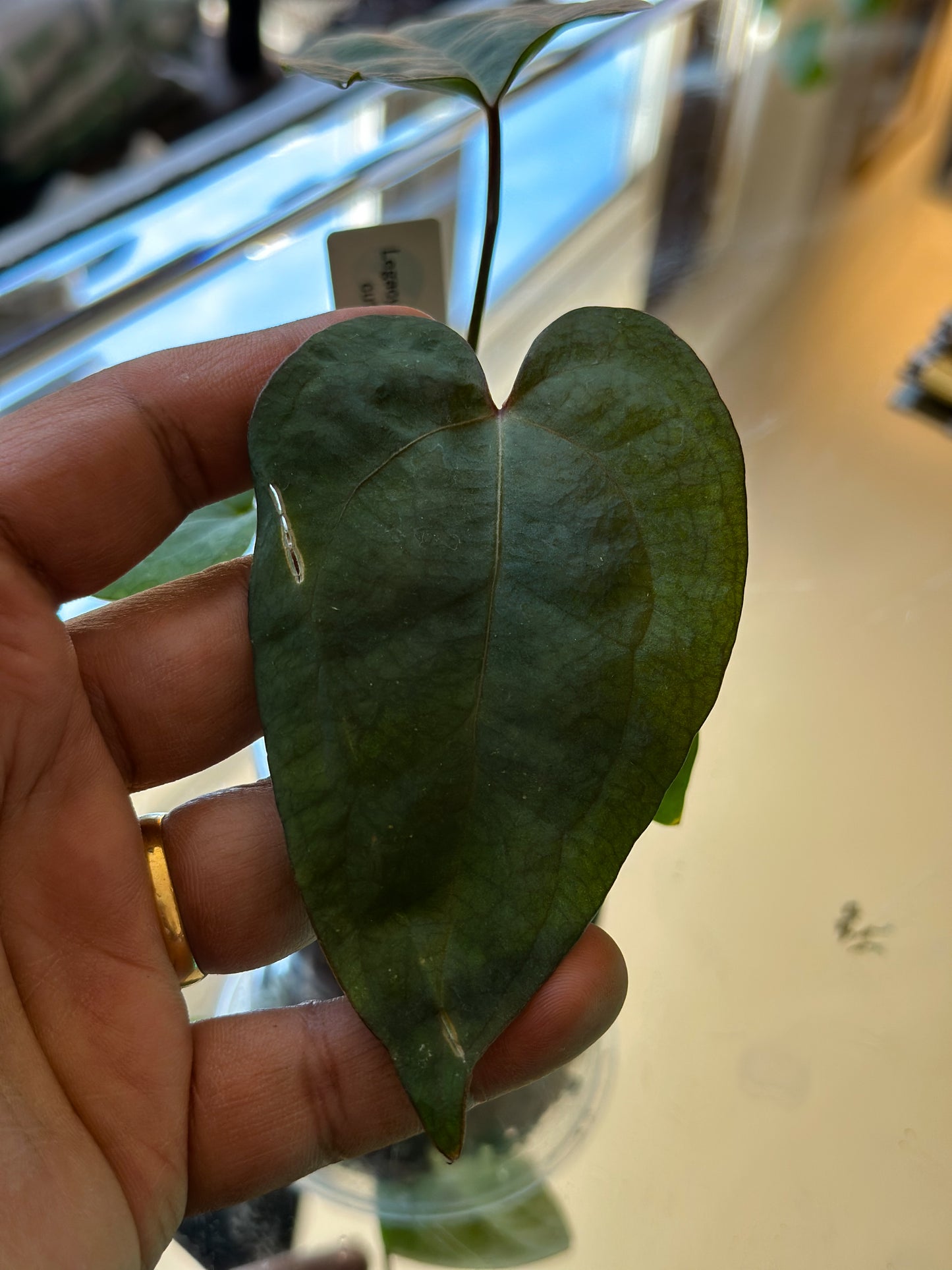 Anthurium Legacy of Spades – Original Clone