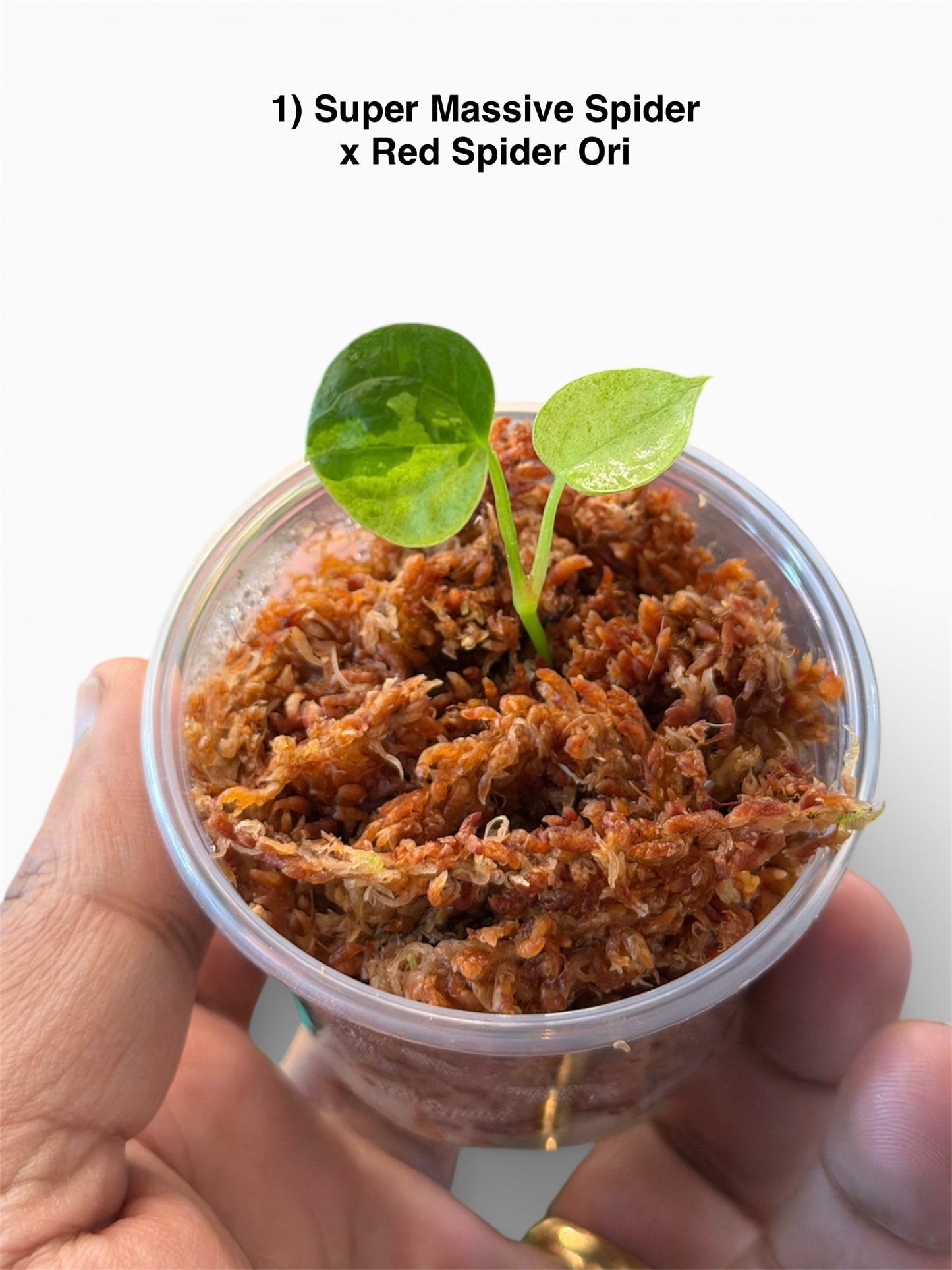 Anthurium Variegated Seedlings