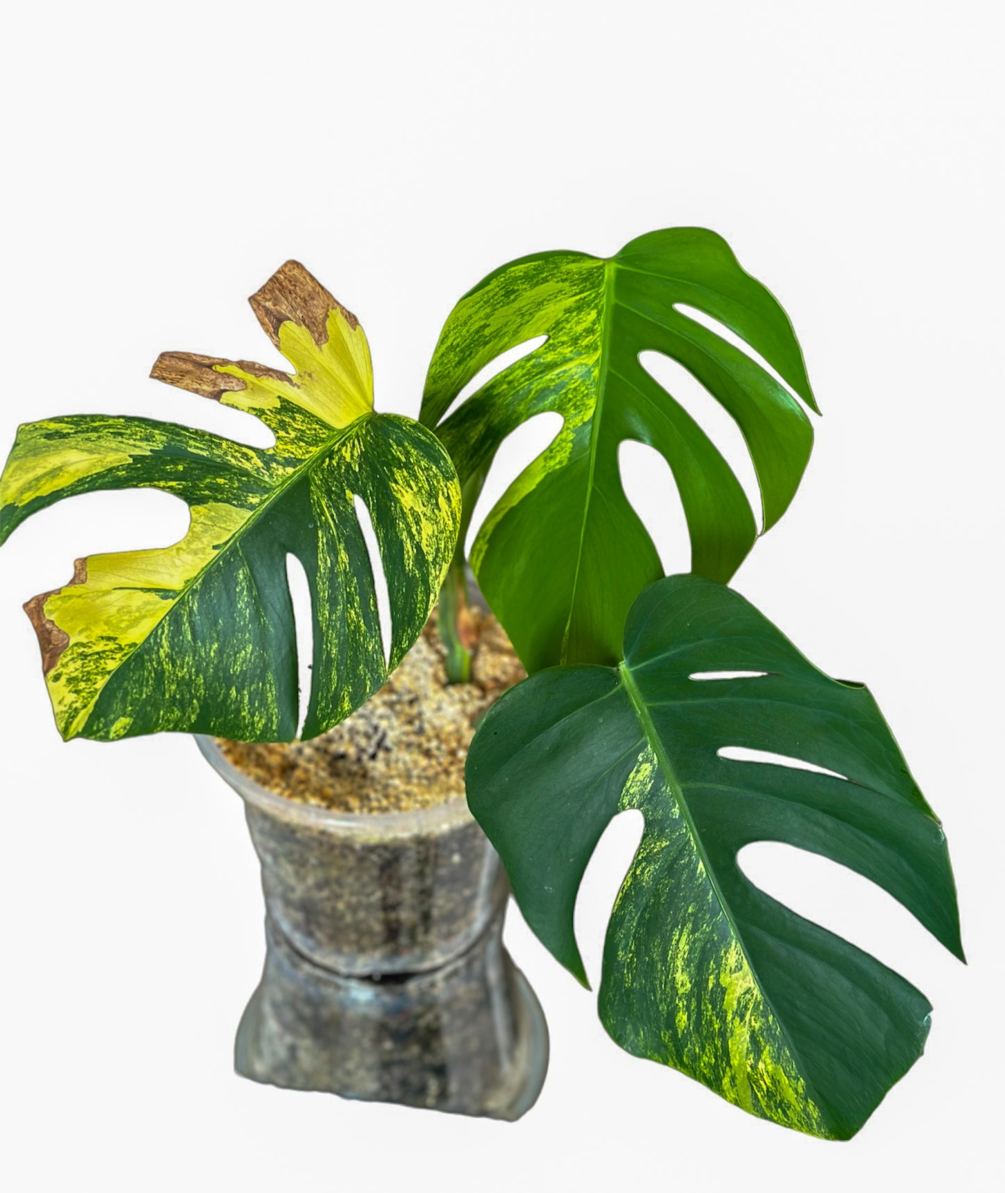 Monstera Aurea Marmorata Top Cutting Plant