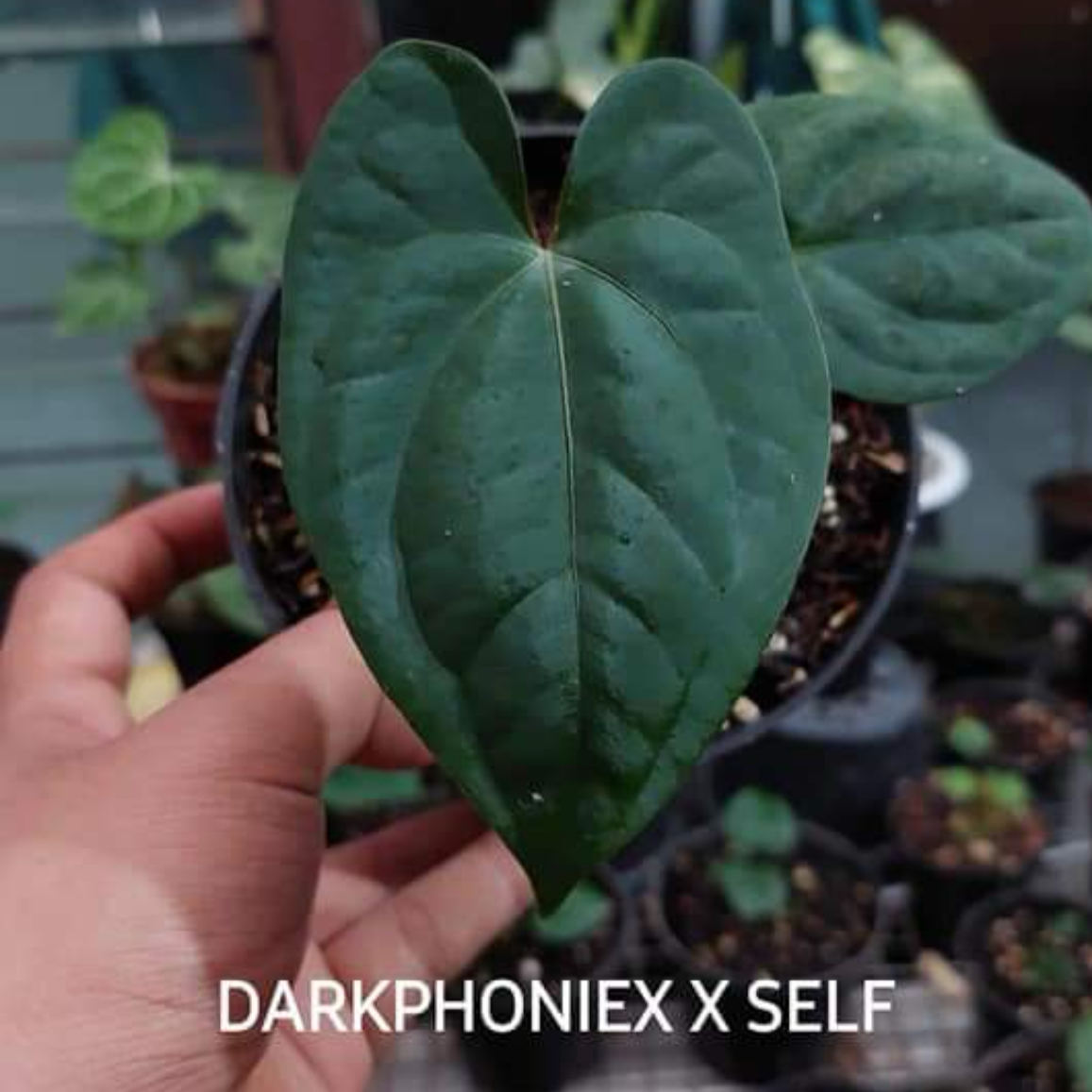 Anthurium Dark Phoenix x Self