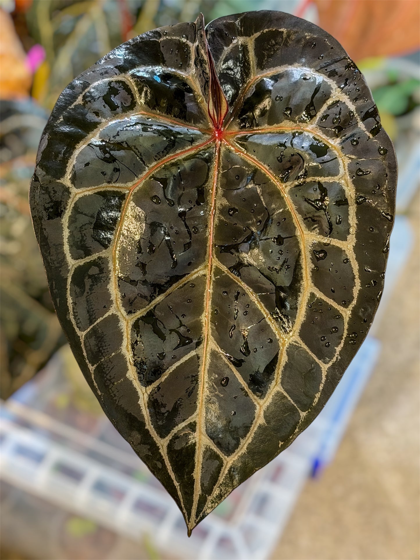 Anthurium Mem. Tim Anderson x Èclat Rouge