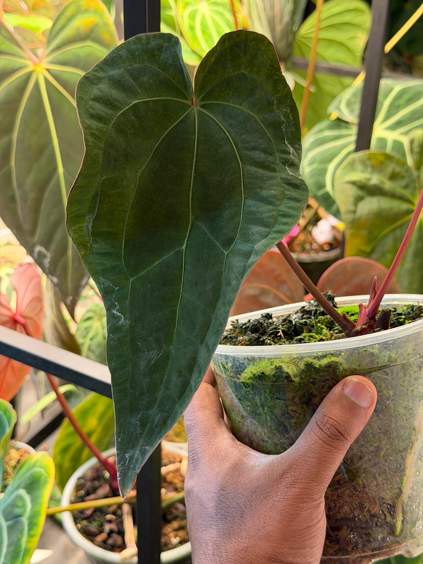 Anthurium Ace of Spades - Limited Edition Clone from the Original Plant
