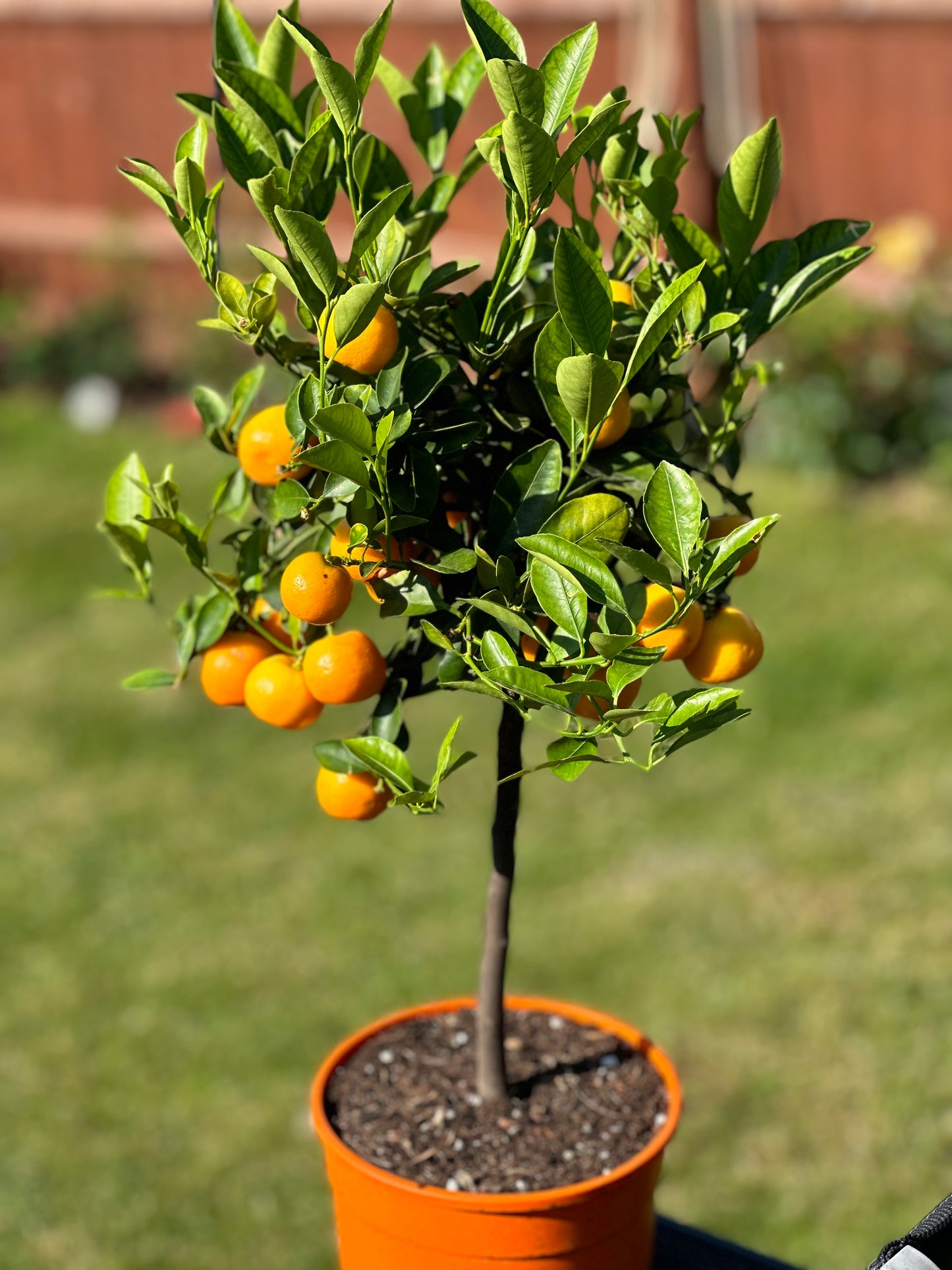 Lime Calamansi - Arbre fruitier - Plante d'agrumes rare 