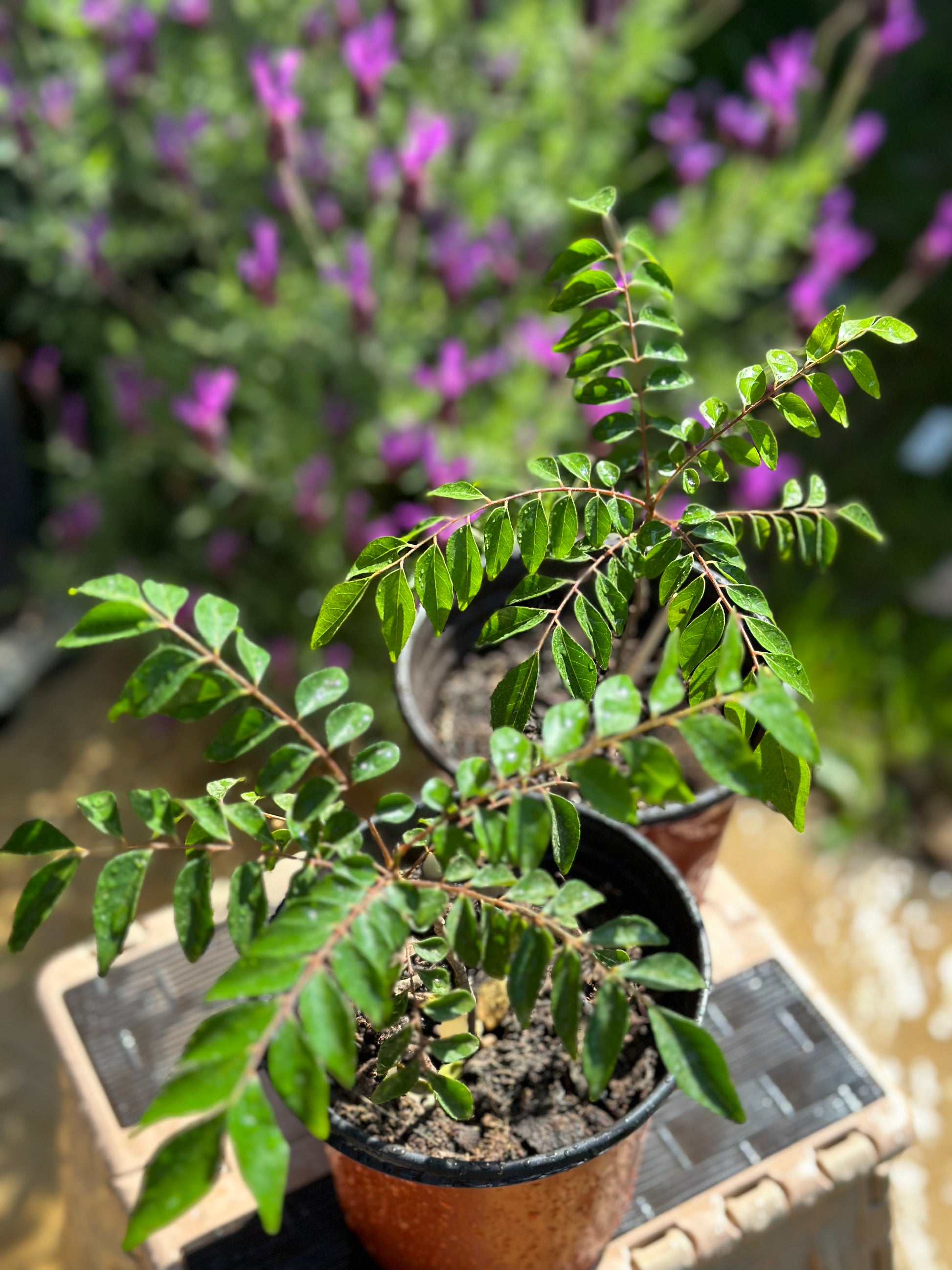 best pot for curry leaf plant Curry Leaf Plant Indian Gamthi Light Red Strands