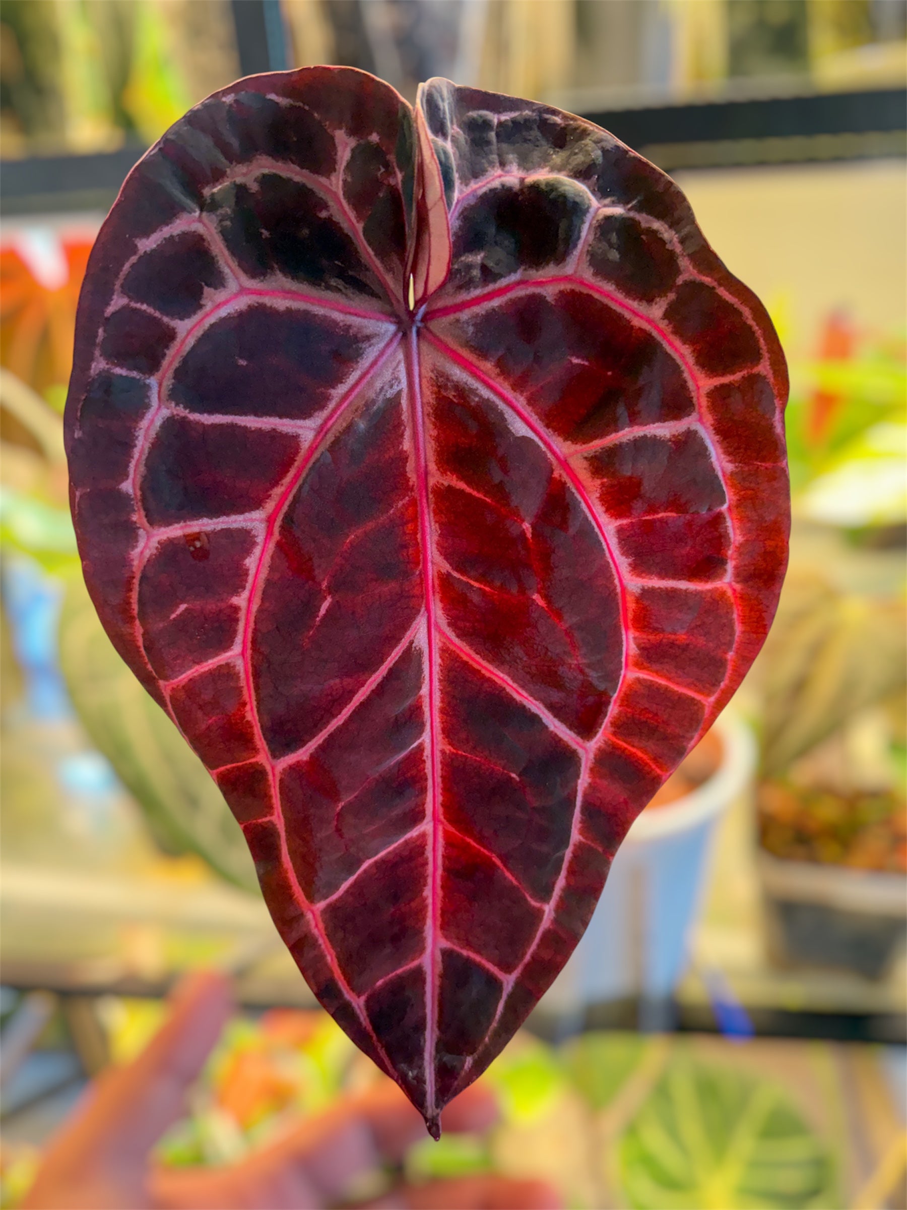 Anthurium Mem. Tim Anderson x Èclat Rouge – HappiestPlants