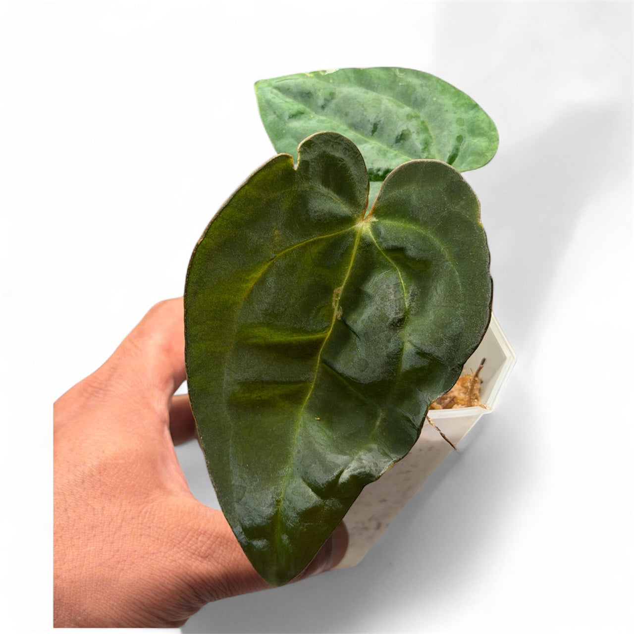 Anthurium Ace of Spades (Tezula) × Carlablackiae – Offsets