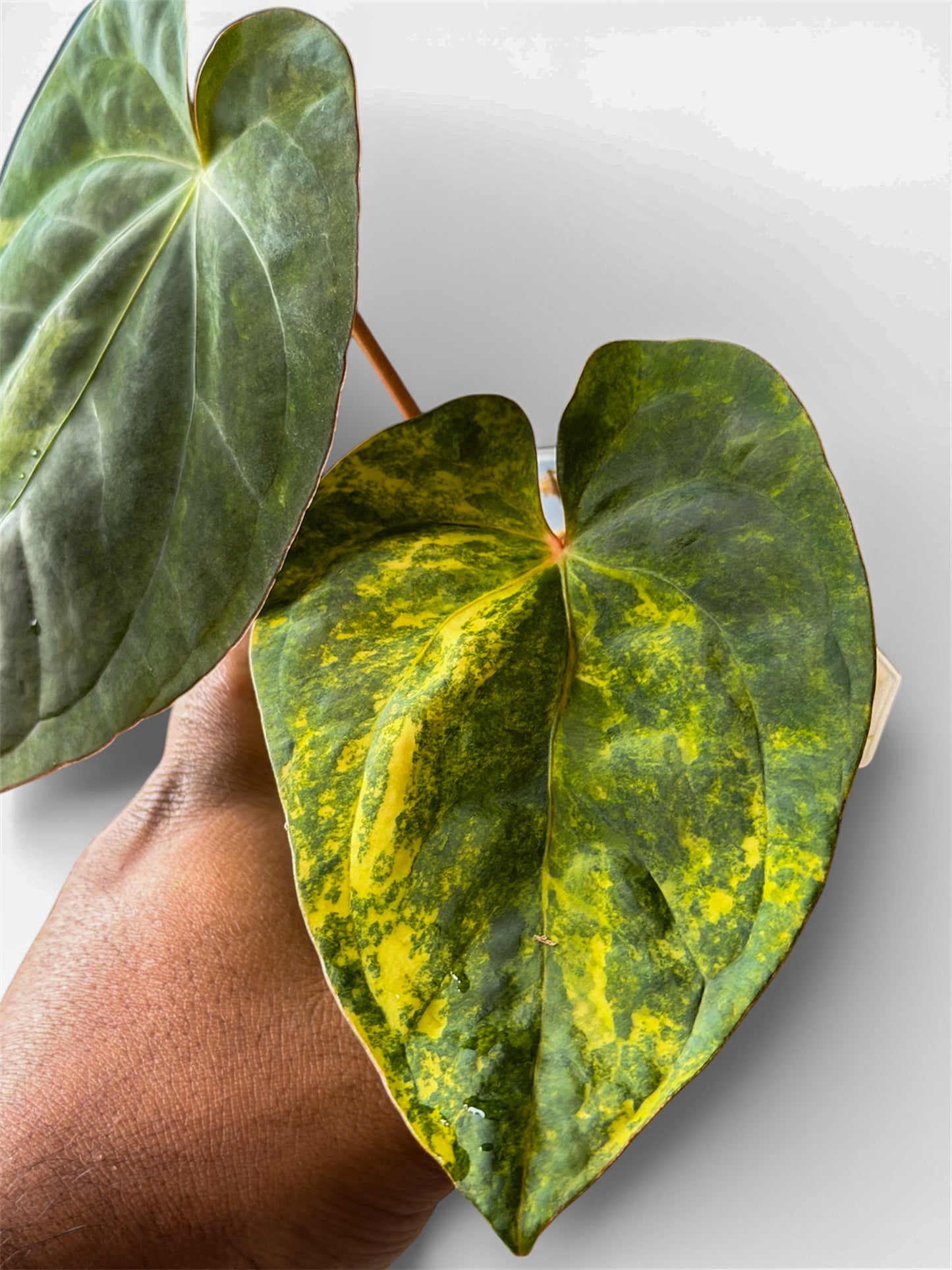 Pap Var x Subsignatum - Offset