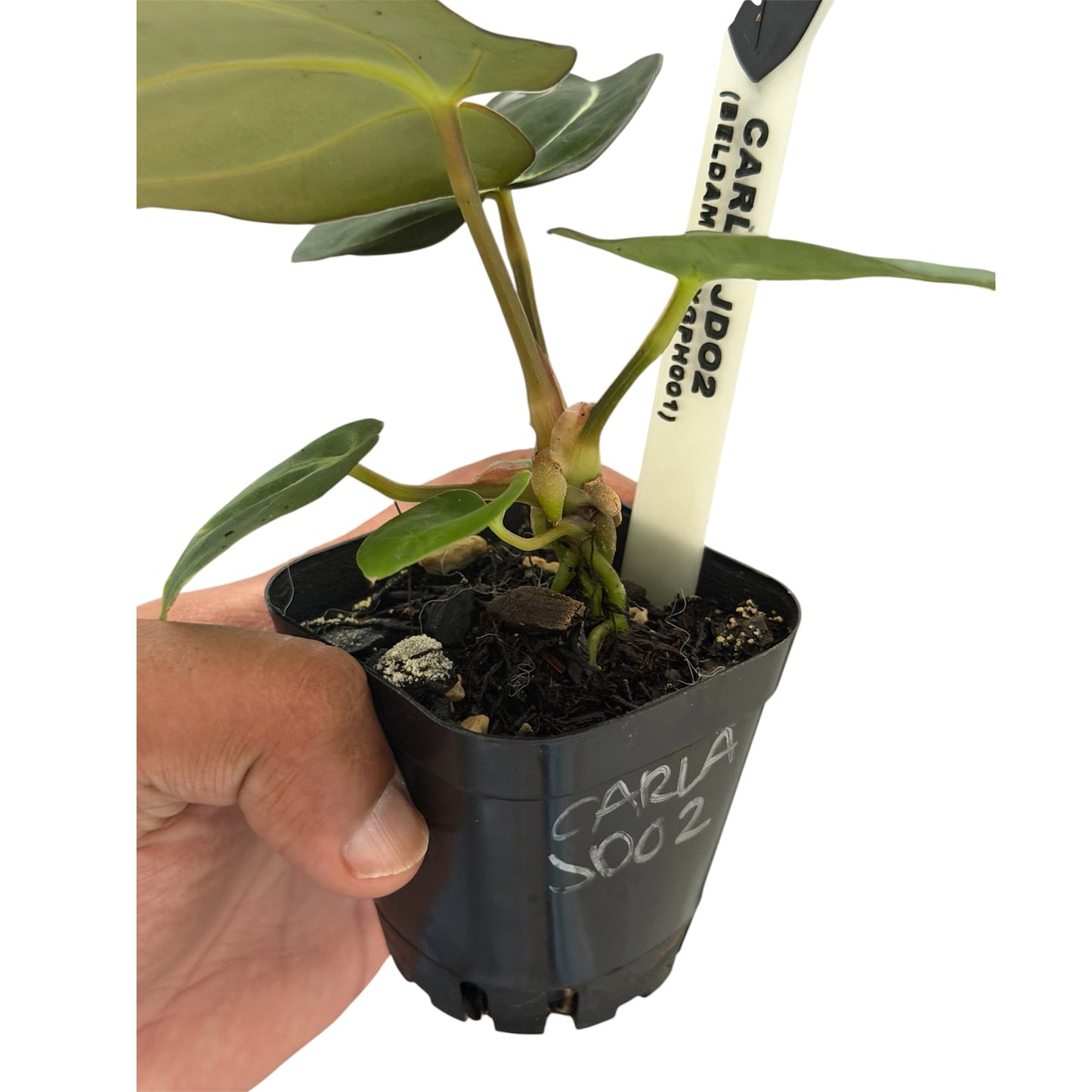 Anthurium Carlablackiae JD02 – Beldam x (Round x GPH-001)
