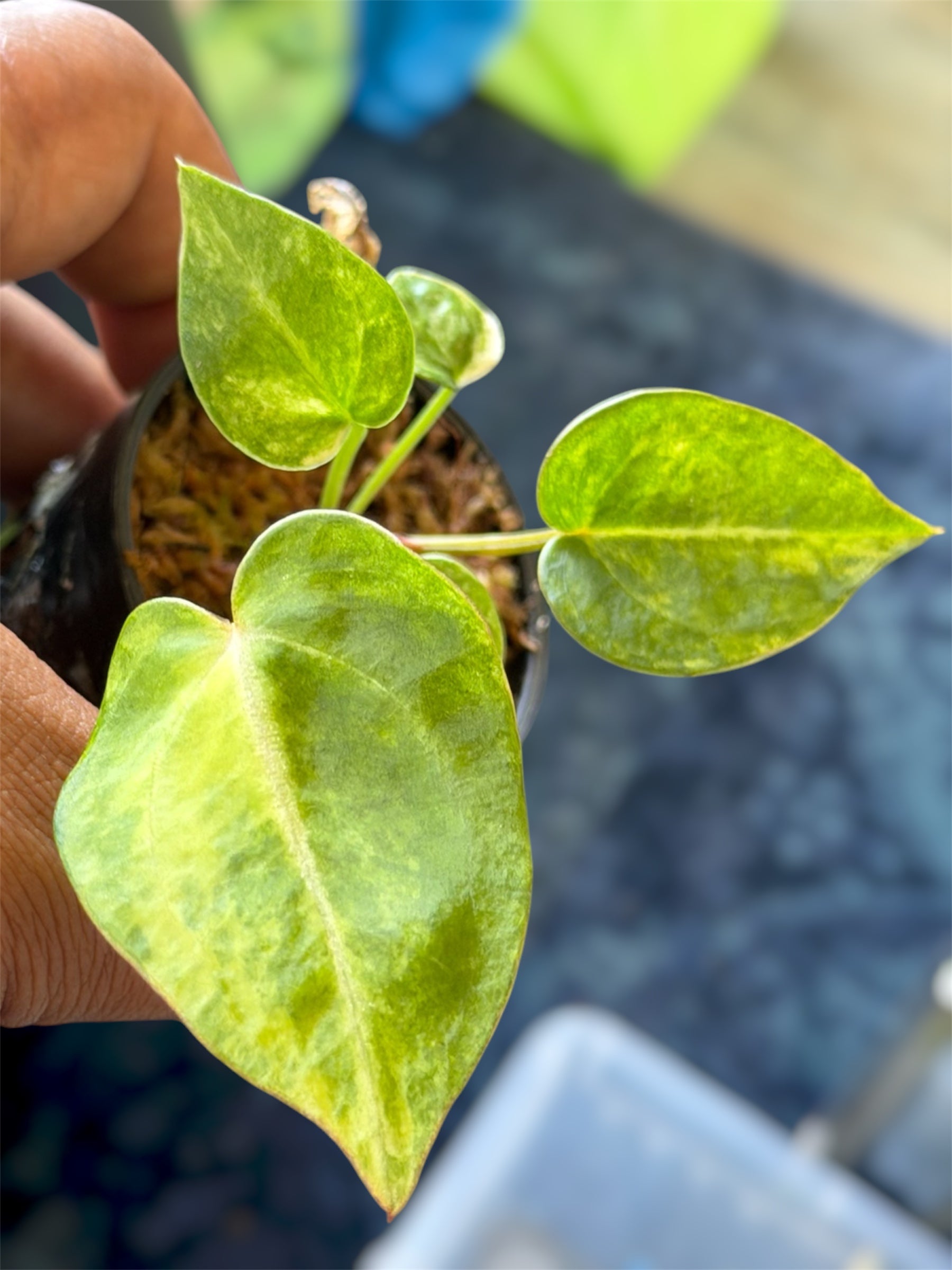 Anthurium Forgetii Variegated x RVDP Mint Var – HappiestPlants