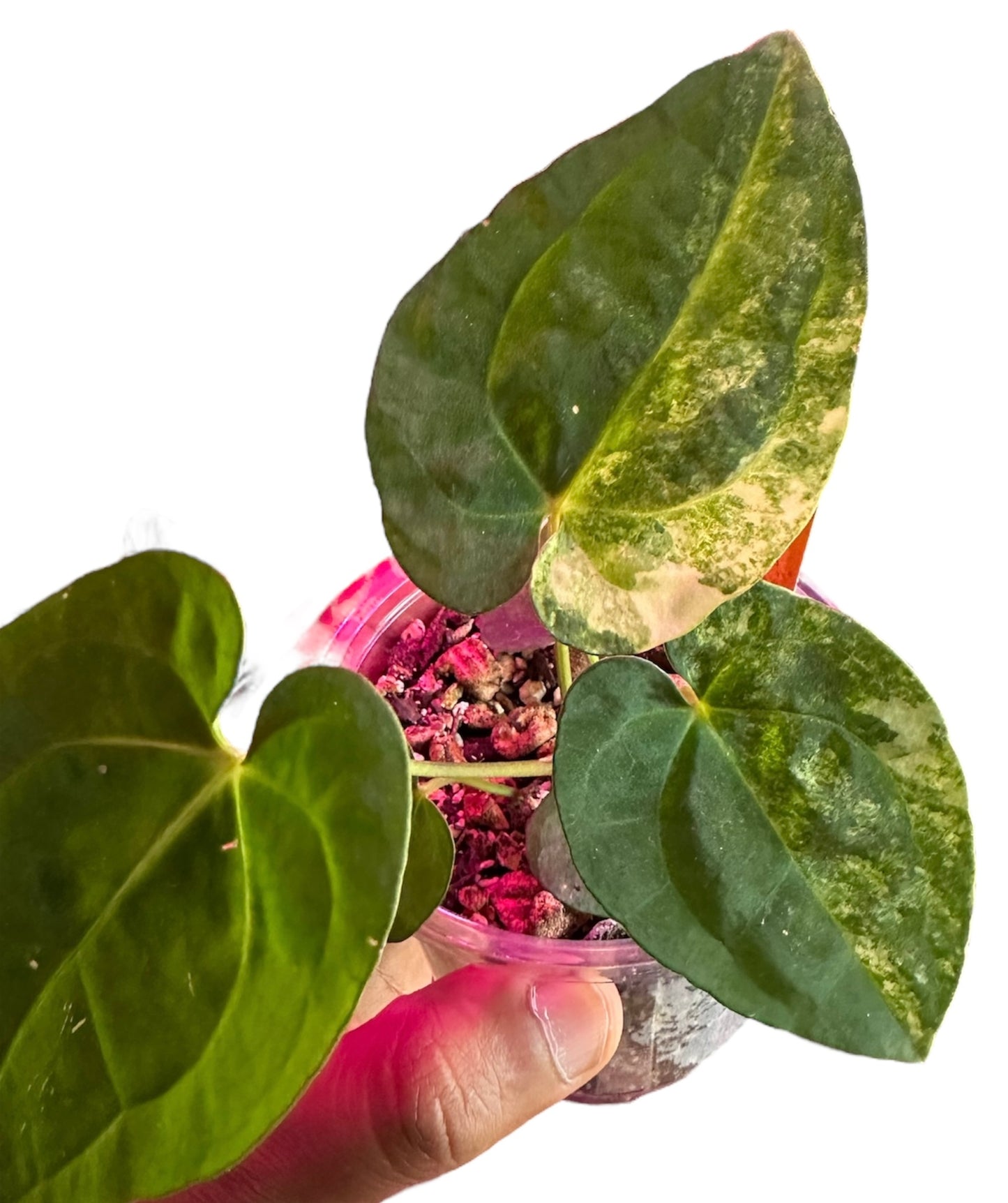 Anthurium Papillilaminum Variegated x (Pap x AOS)