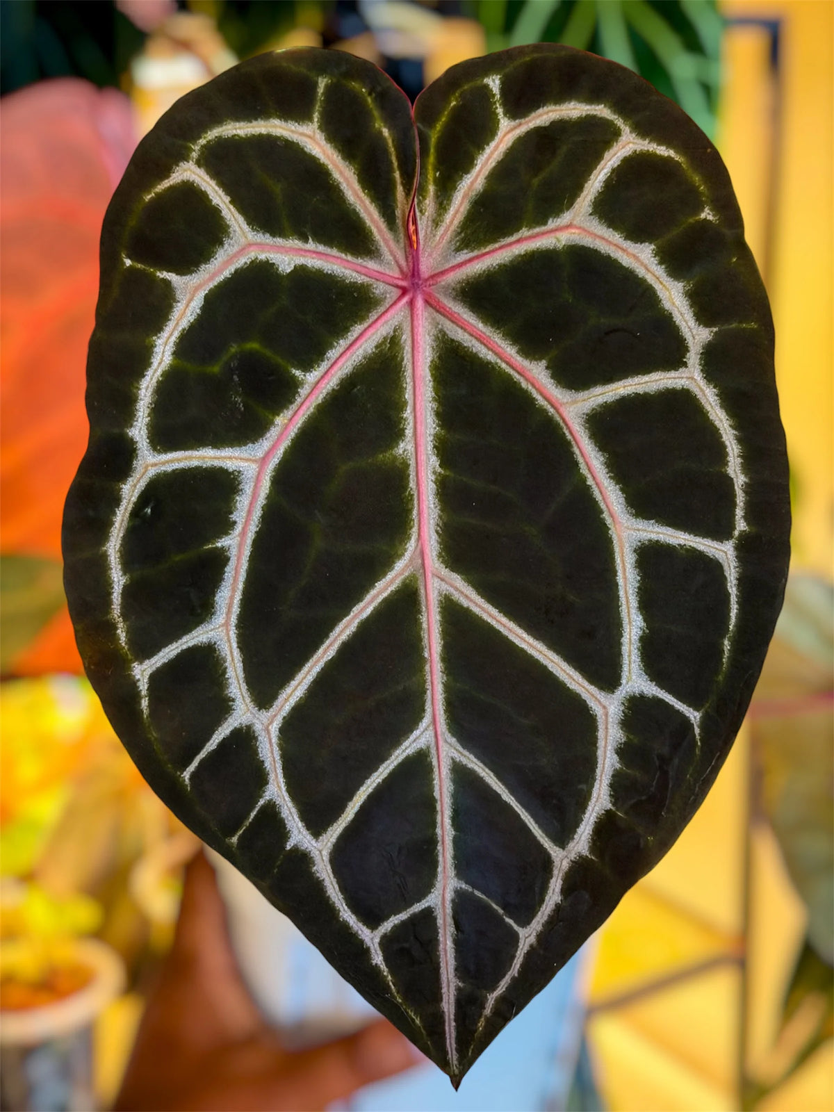 Anthurium Rosè Ember x Dressleri