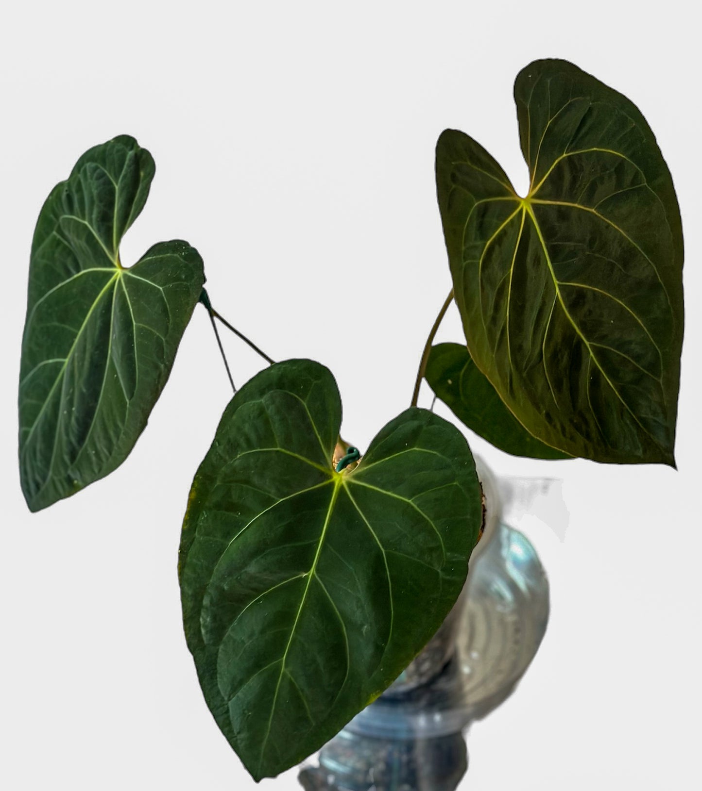 Anthurium Goliath