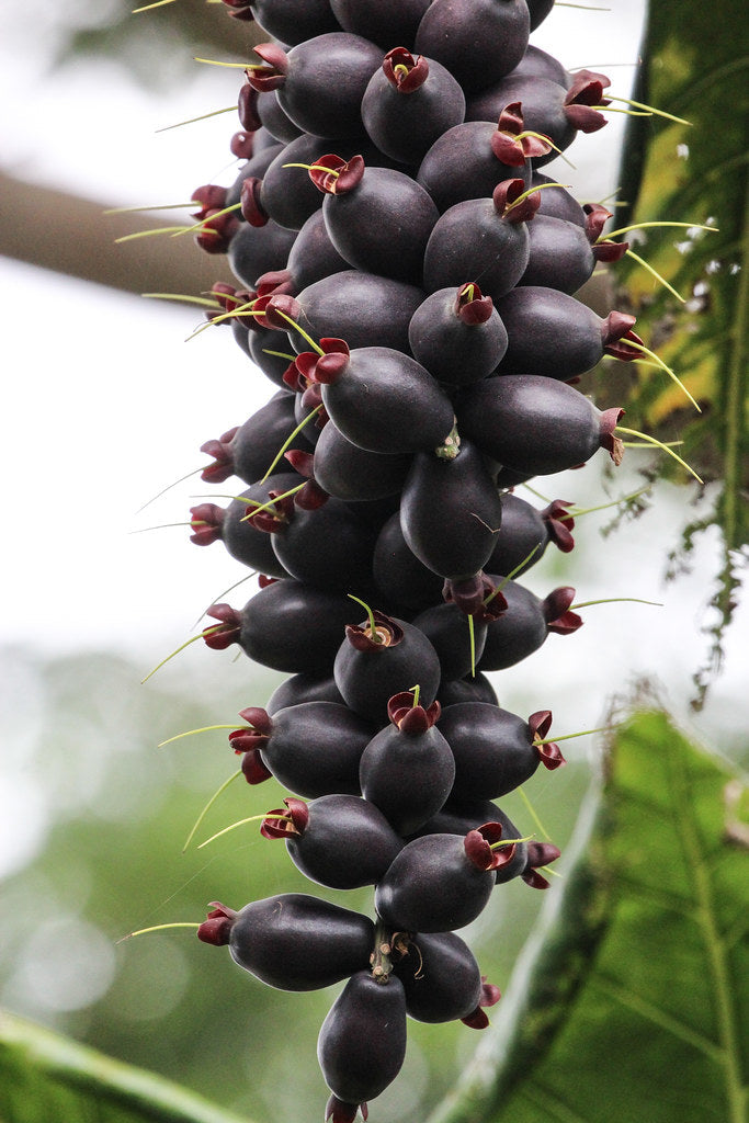 Cut Nut Live Plants (Barringtonia Edulis)