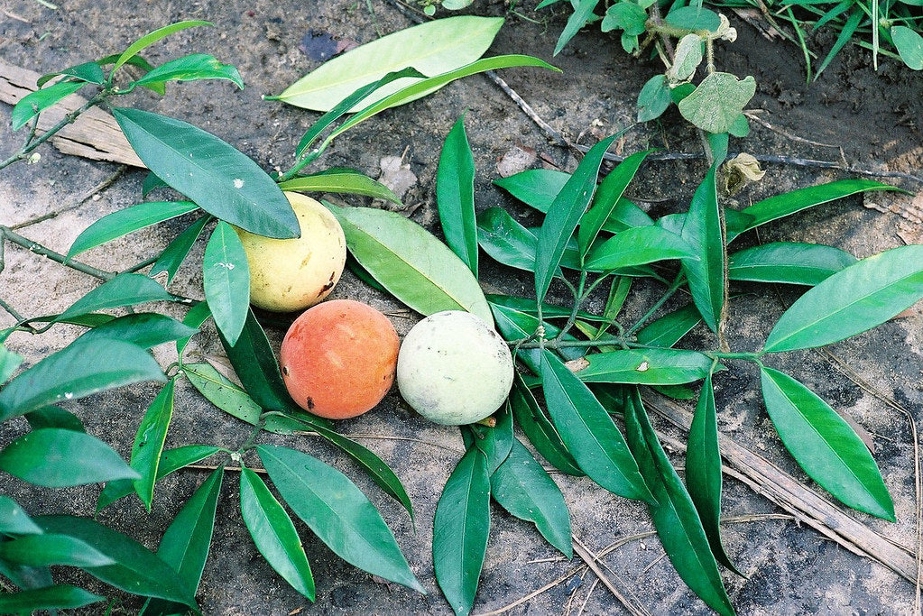 Bitter Kola Live Plants in uk