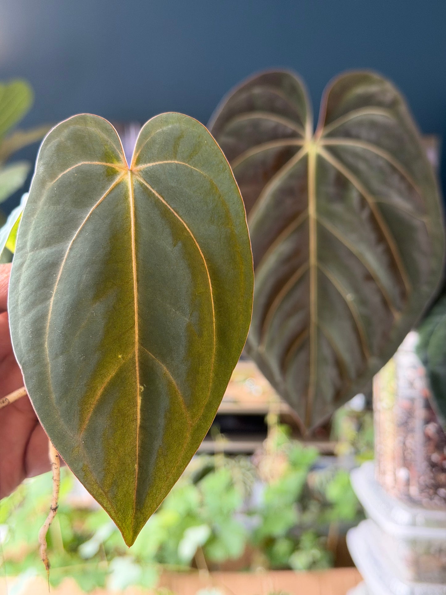 Anthurium Carlablackiae x Goliath – Offset