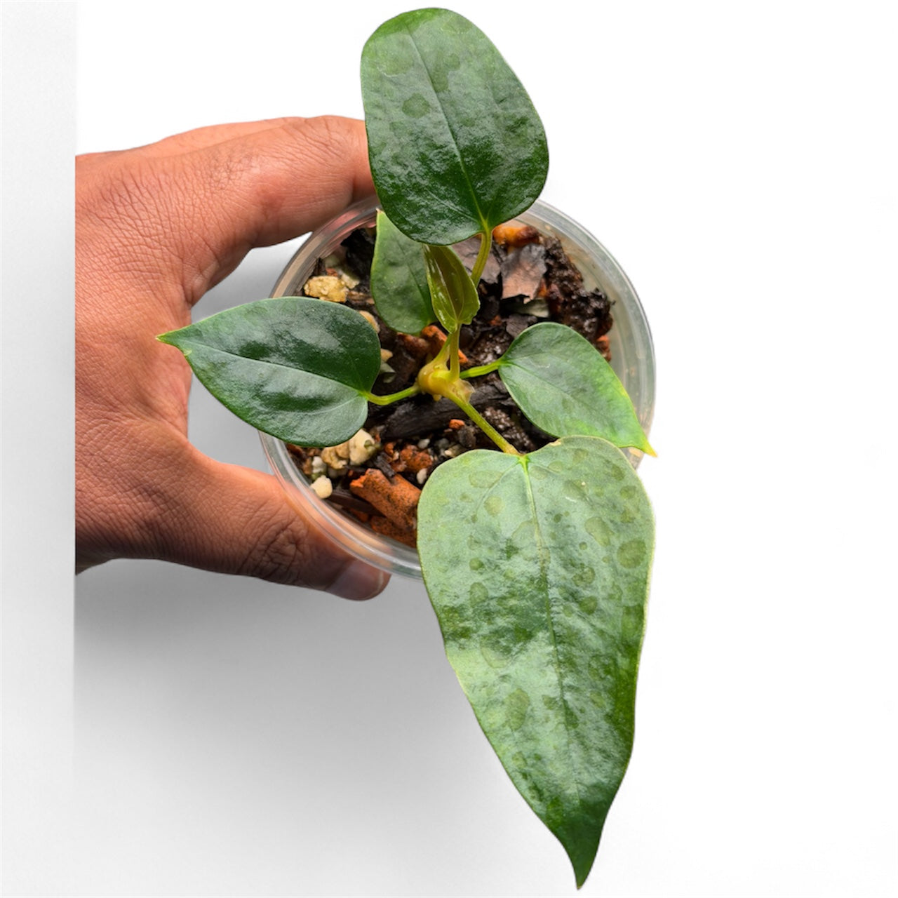 Anthurium Portillae (NSE) x Sp Nov DF