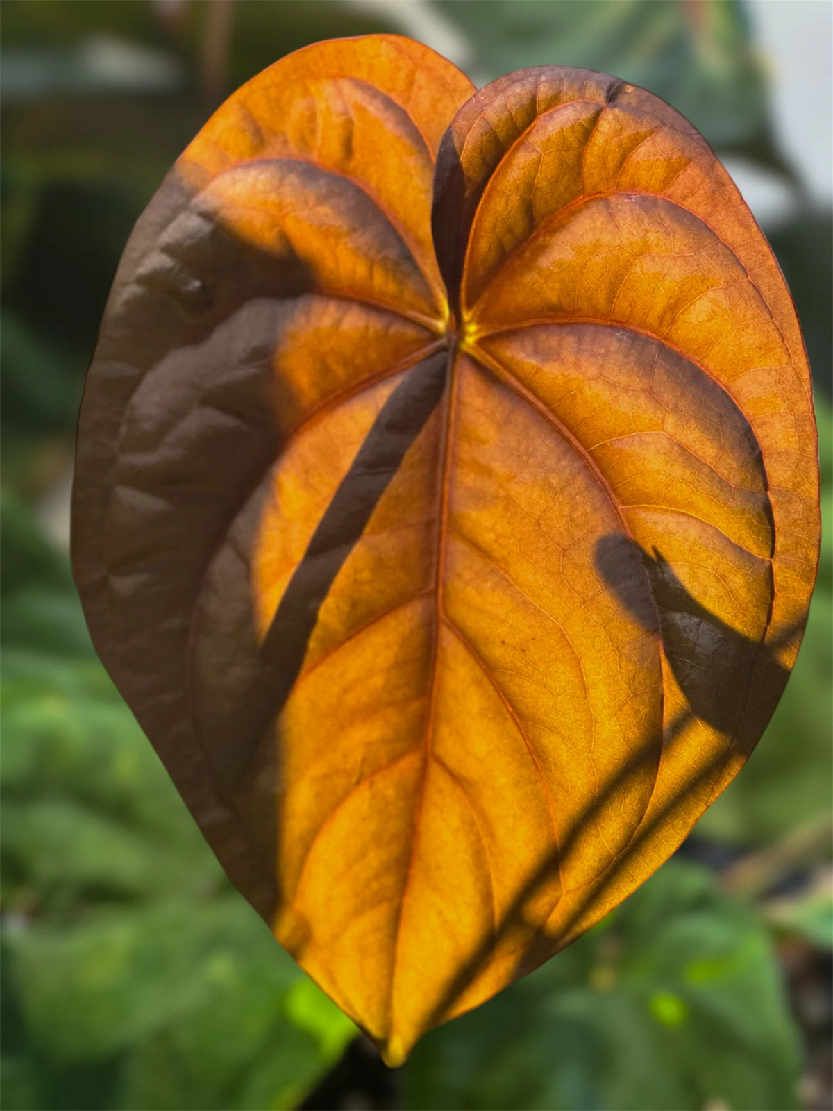 Anthurium Rosè Ember x Dressleri
