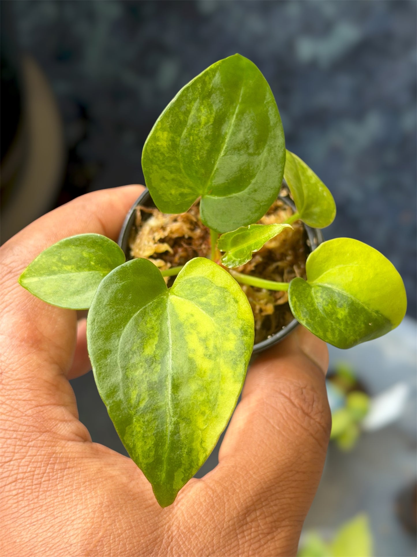 Anthurium Forgetii Var x Carlablackiae