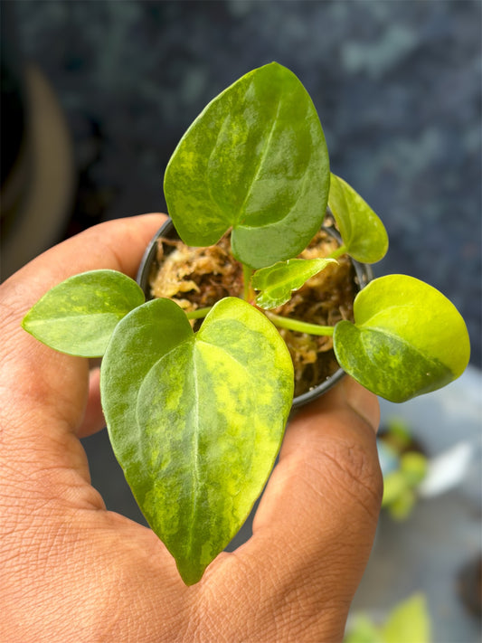 Anthurium Forgetii Var x Carlablackiae
