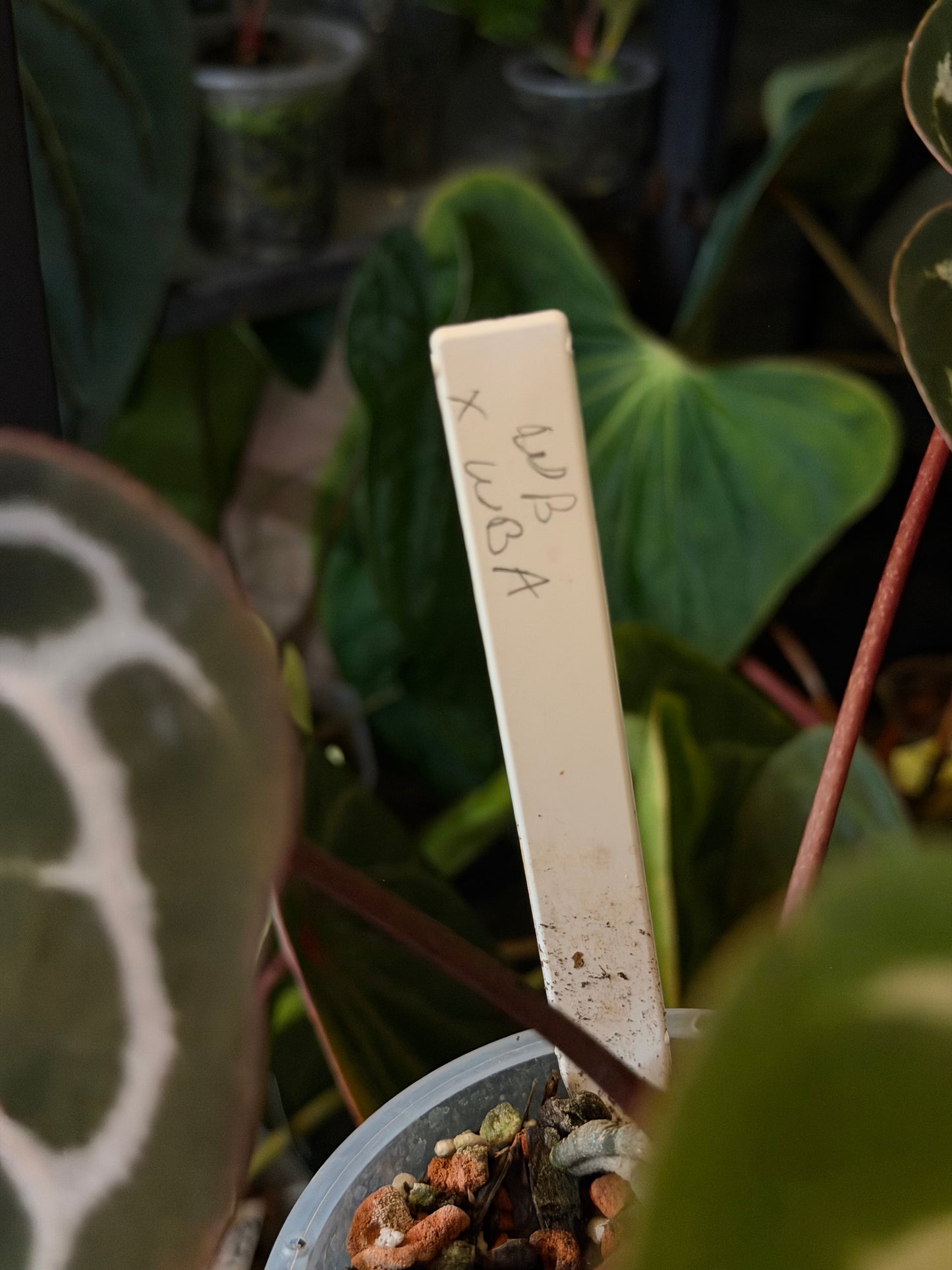 Anthurium Wonderboy x Wonderboy A