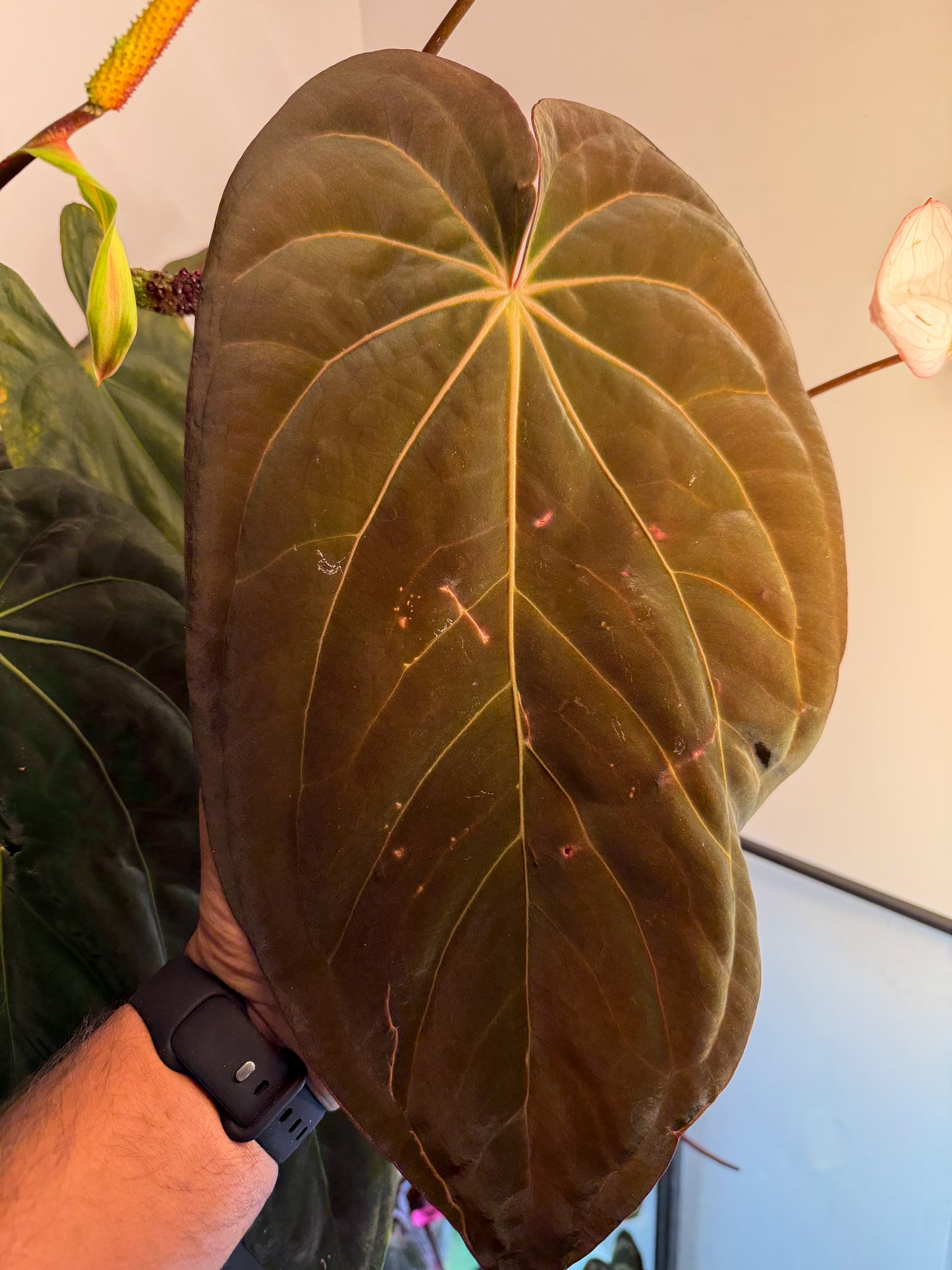 Anthurium (Pap Ree Gardens x BVEP) x (Dress Carla x BVEP)