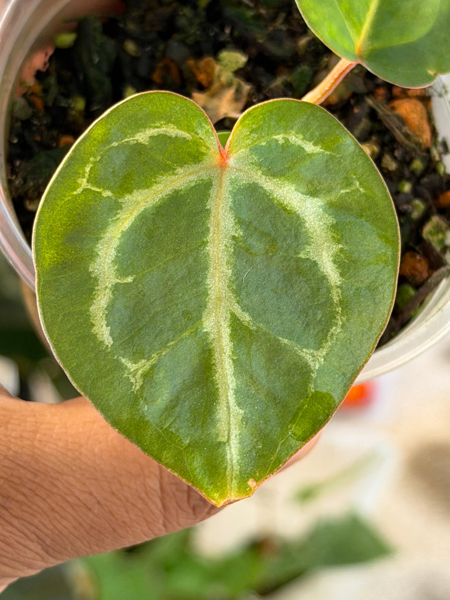 Anthurium (Forgetii x Red Crystal) x (SKG Pink Lemonade x Red Crystal)