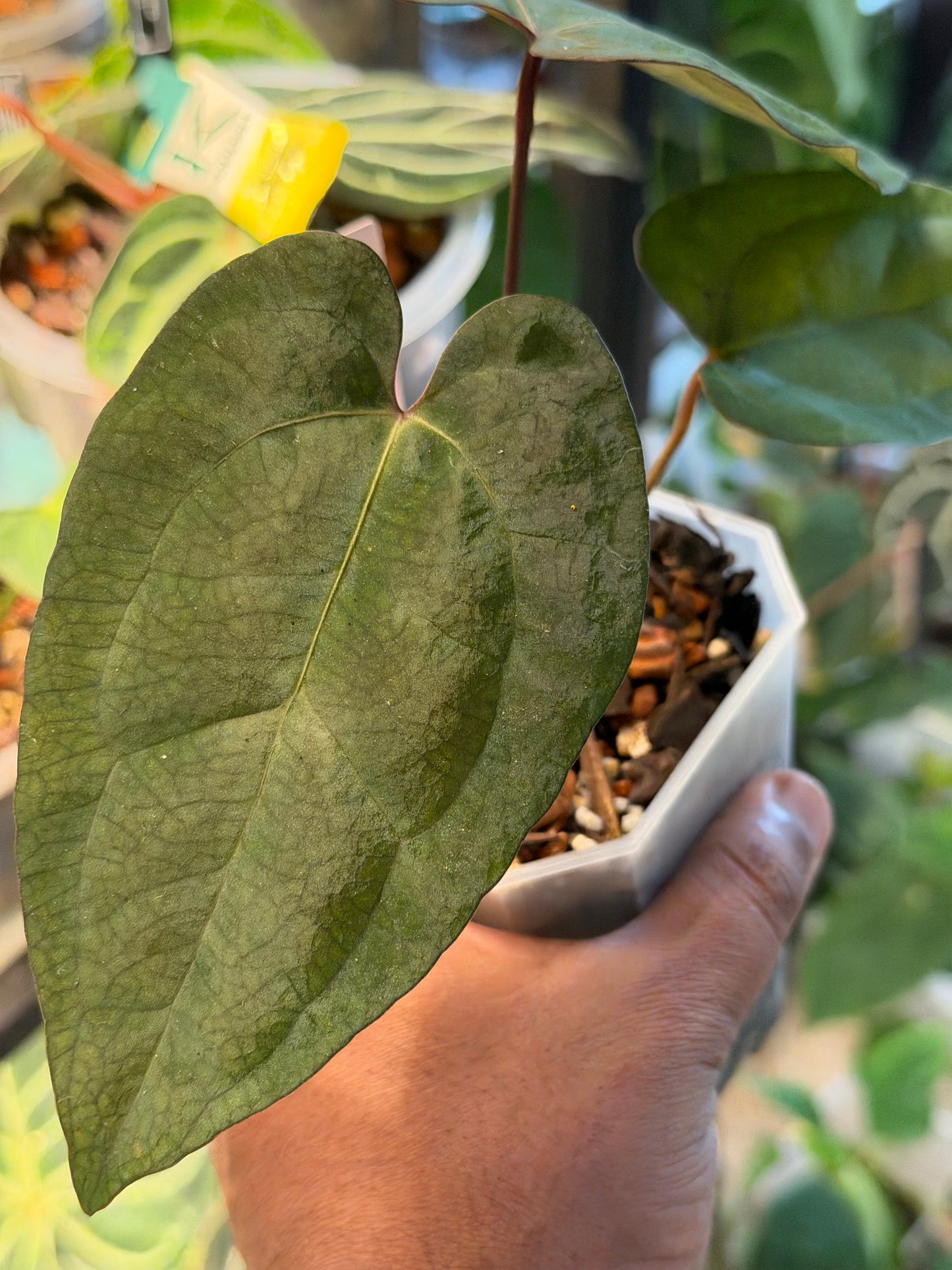 Anthurium Legacy of Spades Original Clones